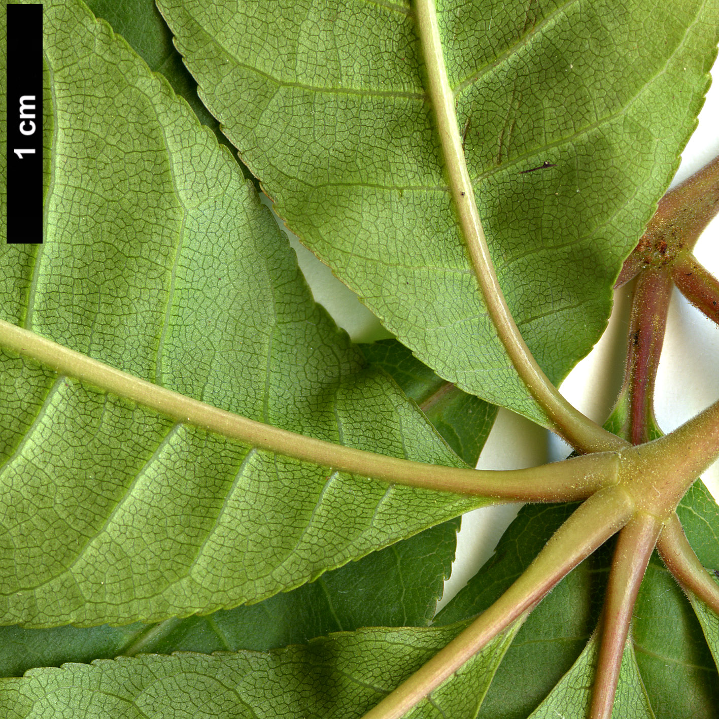 High resolution image: Family: Sapindaceae - Genus: Aesculus - Taxon: wilsonii