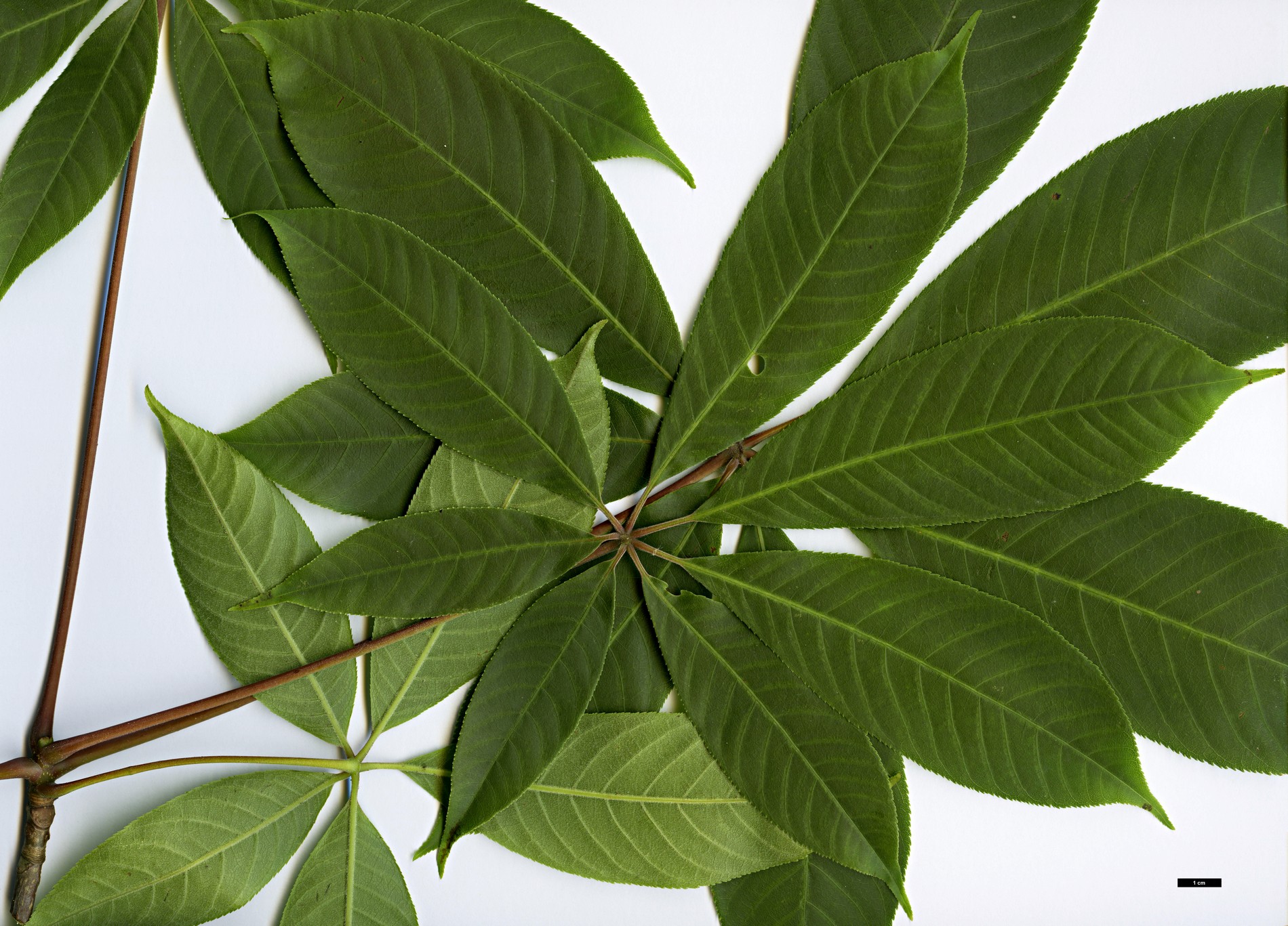 High resolution image: Family: Sapindaceae - Genus: Aesculus - Taxon: wilsonii