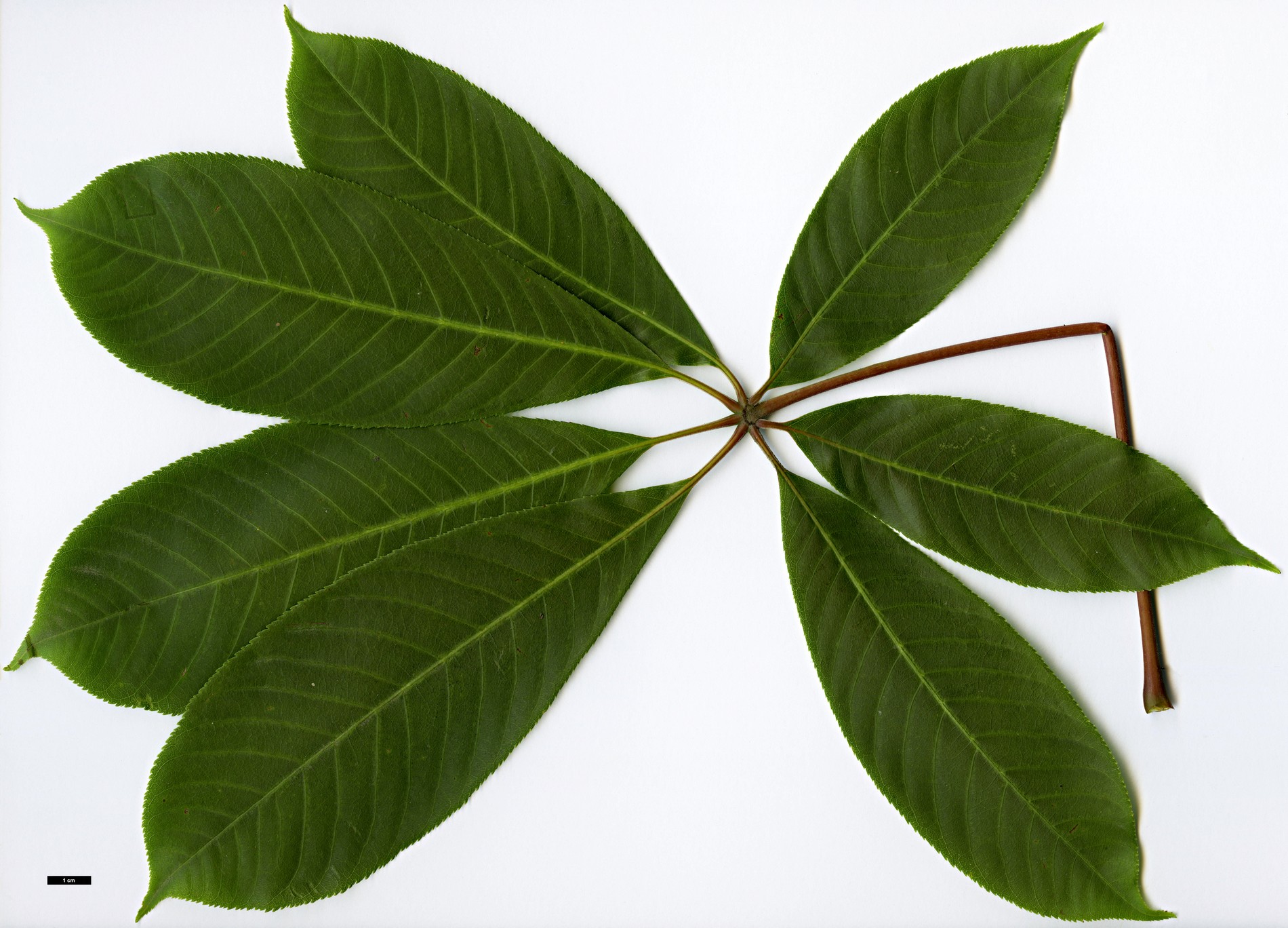 High resolution image: Family: Sapindaceae - Genus: Aesculus - Taxon: wilsonii