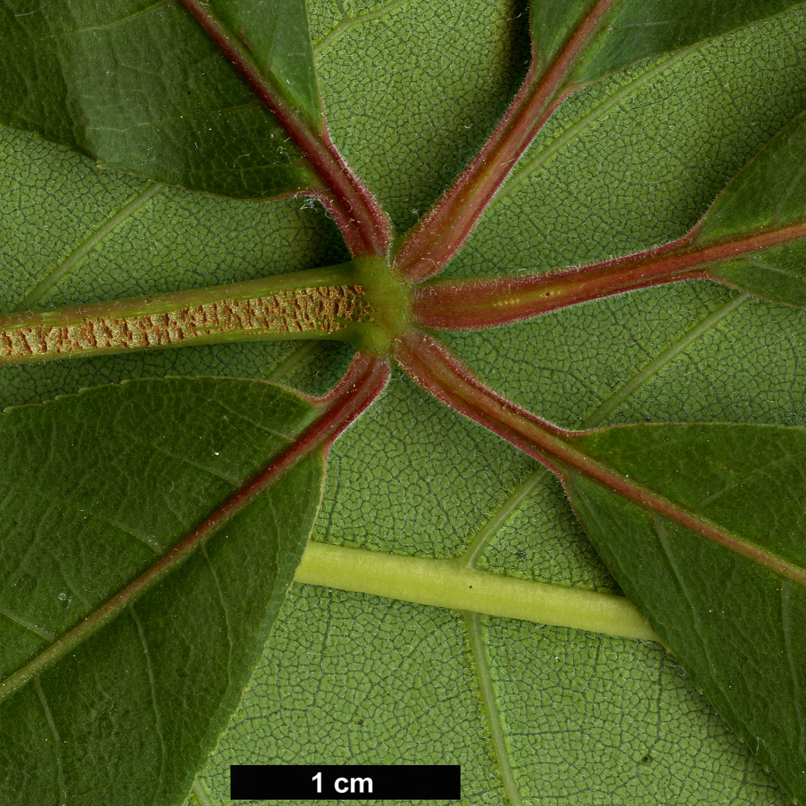 High resolution image: Family: Sapindaceae - Genus: Aesculus - Taxon: wilsonii