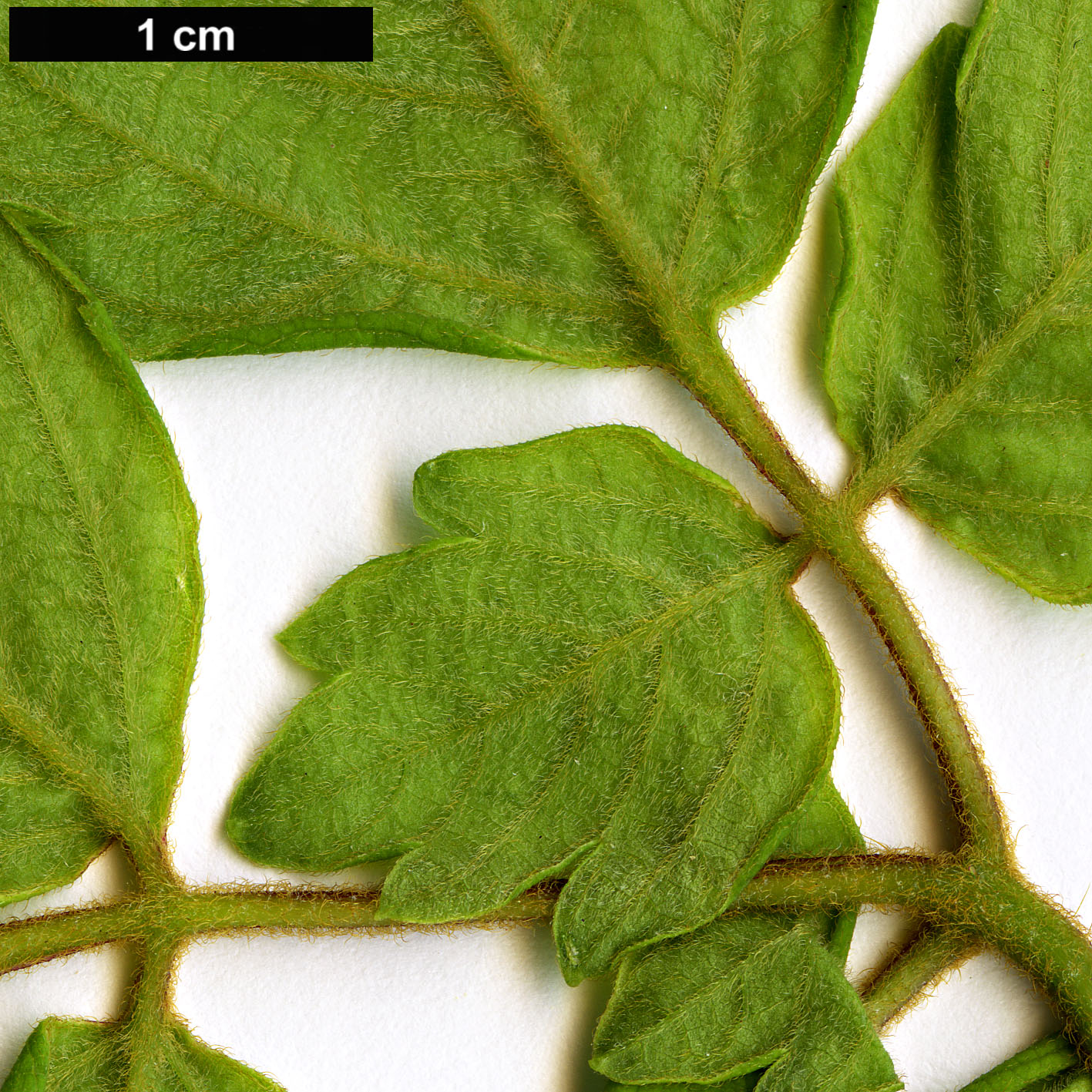 High resolution image: Family: Sapindaceae - Genus: Cardiospermum - Taxon: grandiflorum