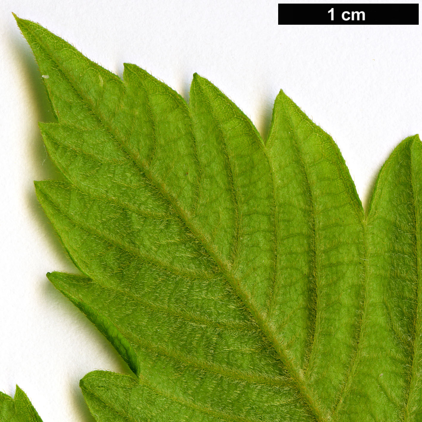 High resolution image: Family: Sapindaceae - Genus: Cardiospermum - Taxon: grandiflorum