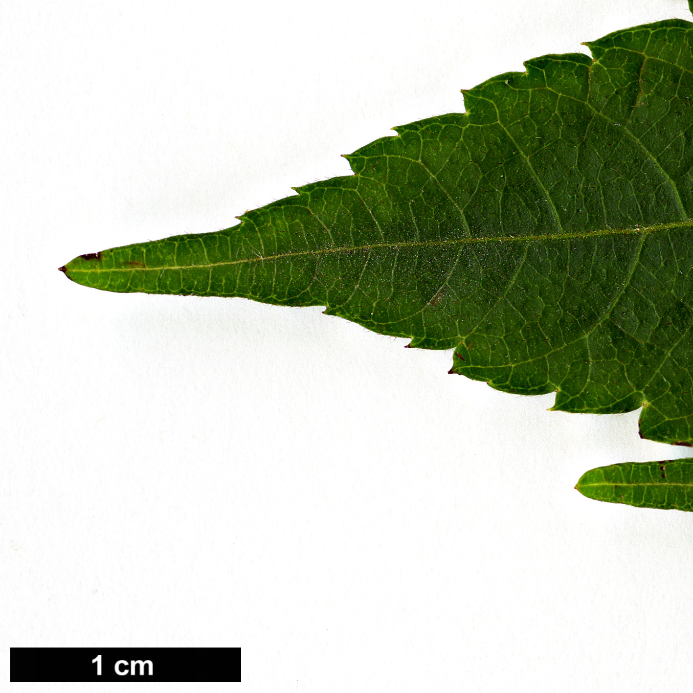 High resolution image: Family: Sapindaceae - Genus: Dipteronia - Taxon: sinensis