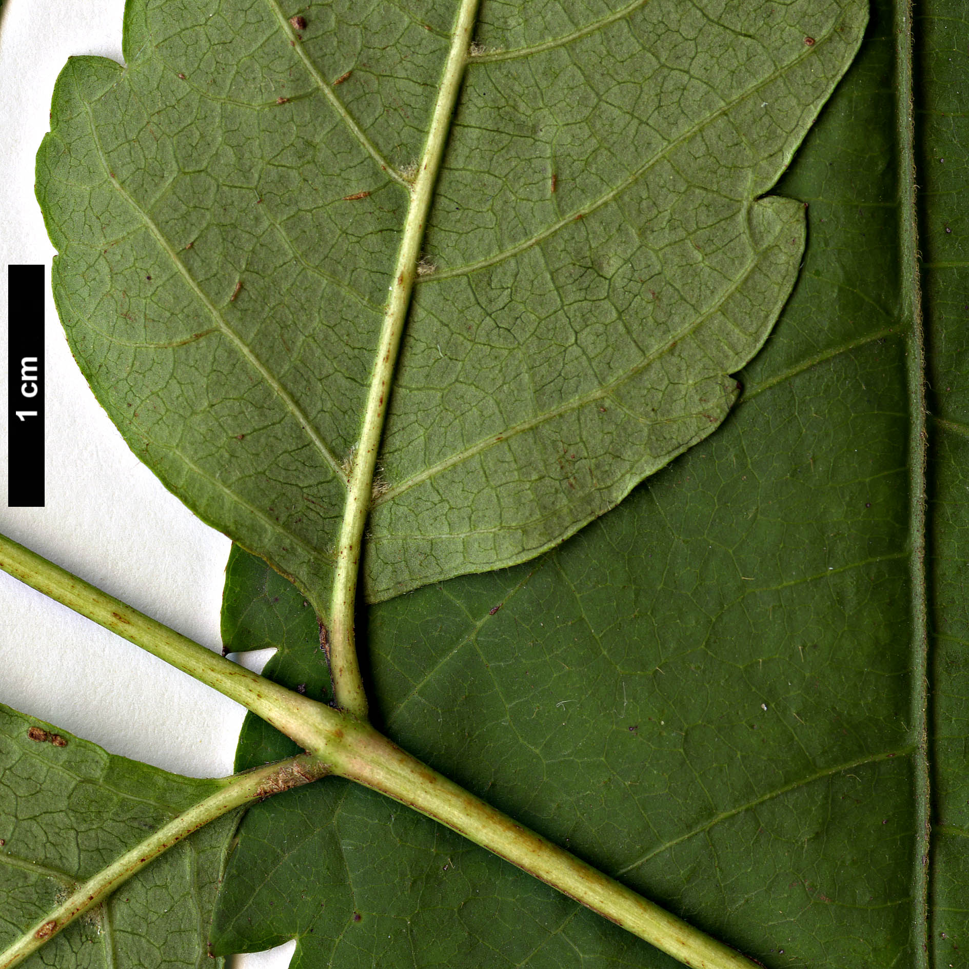 High resolution image: Family: Sapindaceae - Genus: Dipteronia - Taxon: sinensis