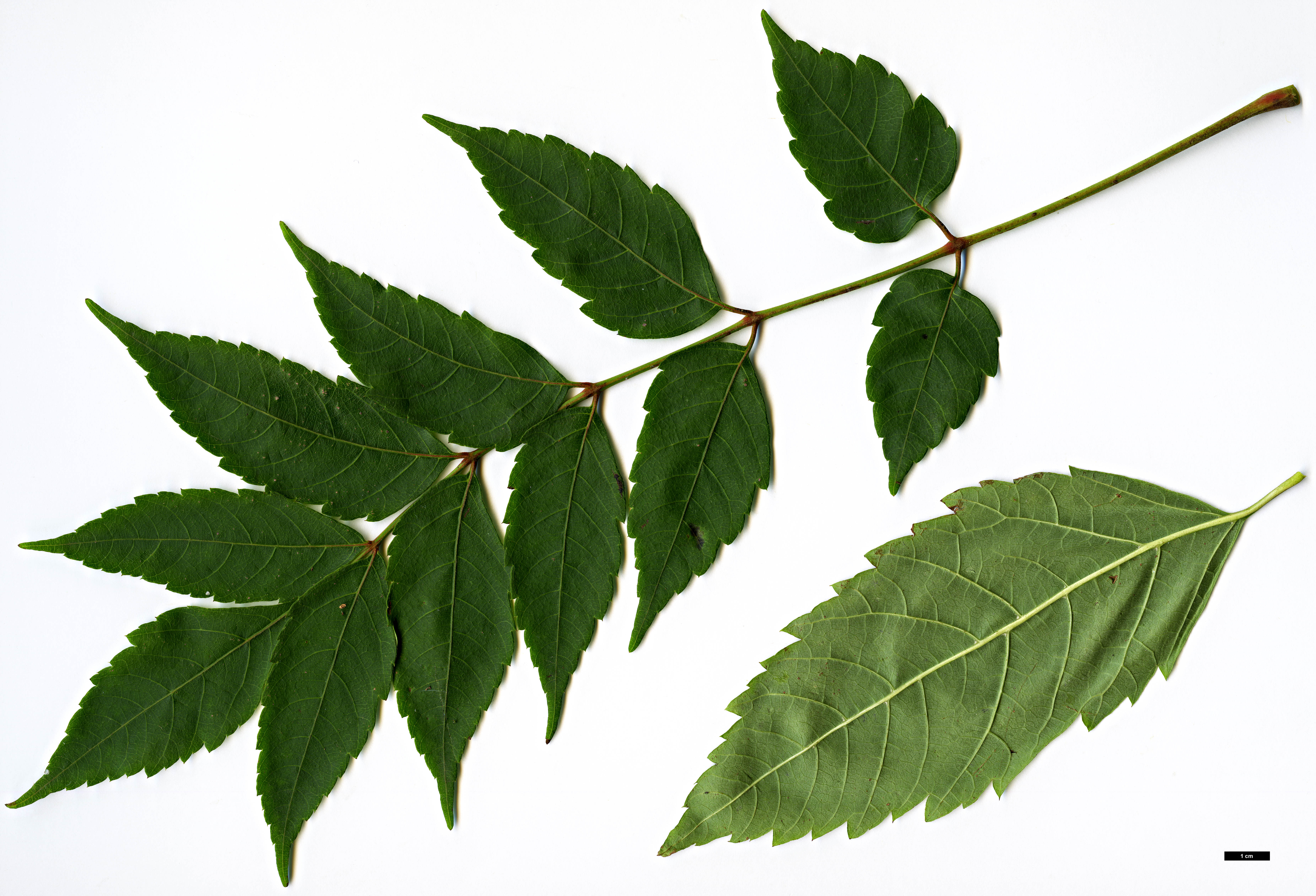 High resolution image: Family: Sapindaceae - Genus: Dipteronia - Taxon: sinensis