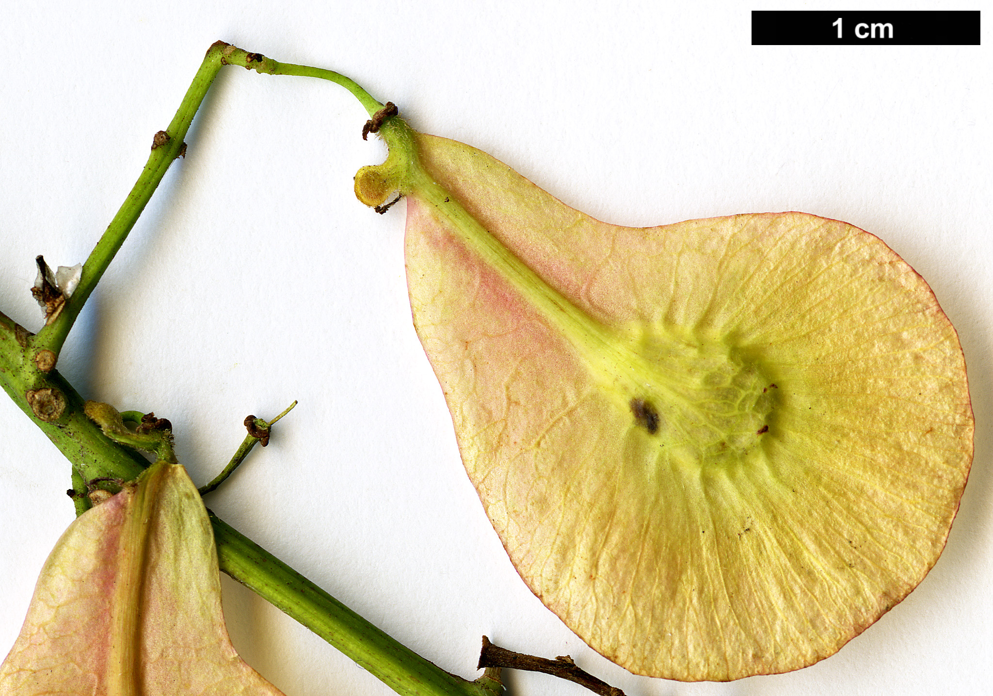 High resolution image: Family: Sapindaceae - Genus: Dipteronia - Taxon: sinensis