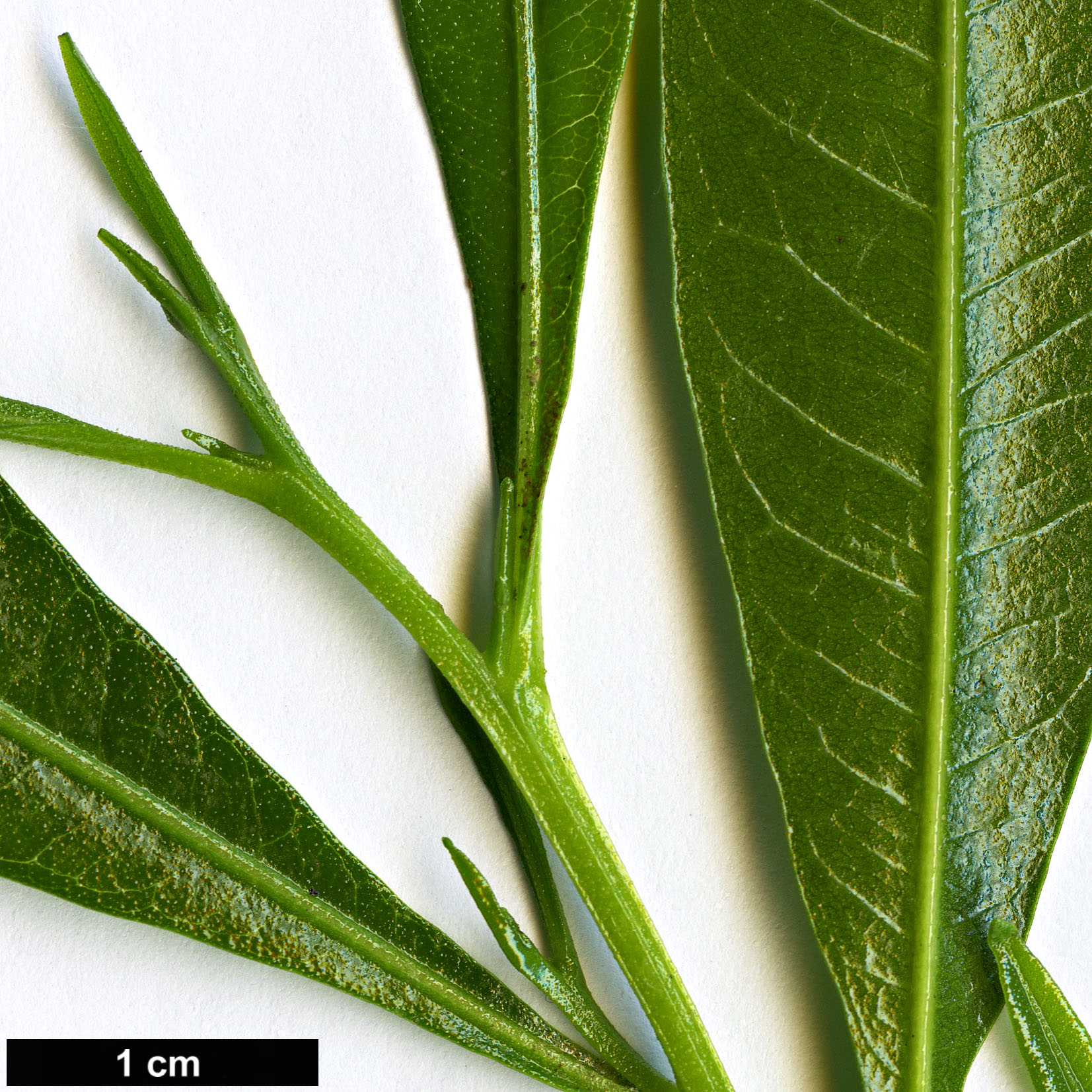 High resolution image: Family: Sapindaceae - Genus: Dodonaea - Taxon: angustifolia