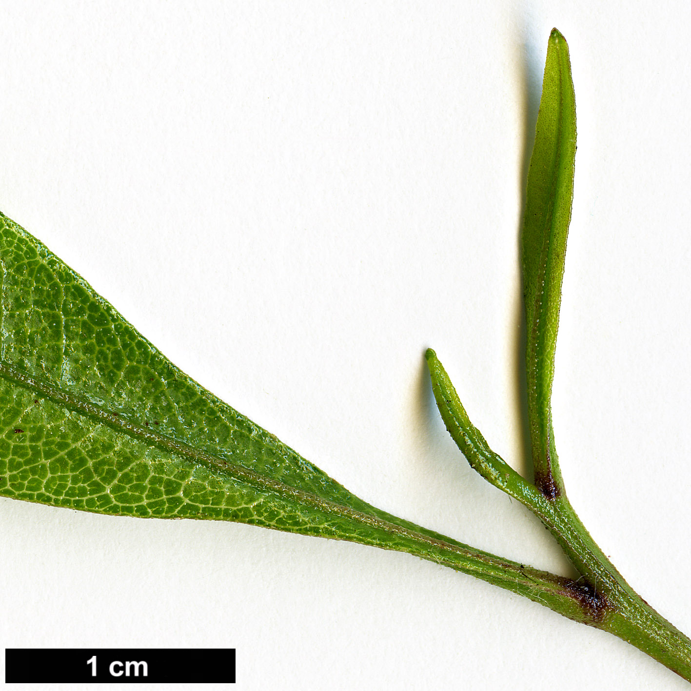 High resolution image: Family: Sapindaceae - Genus: Dodonaea - Taxon: viscosa