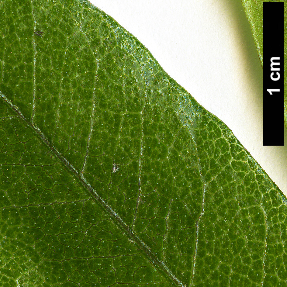 High resolution image: Family: Sapindaceae - Genus: Dodonaea - Taxon: viscosa