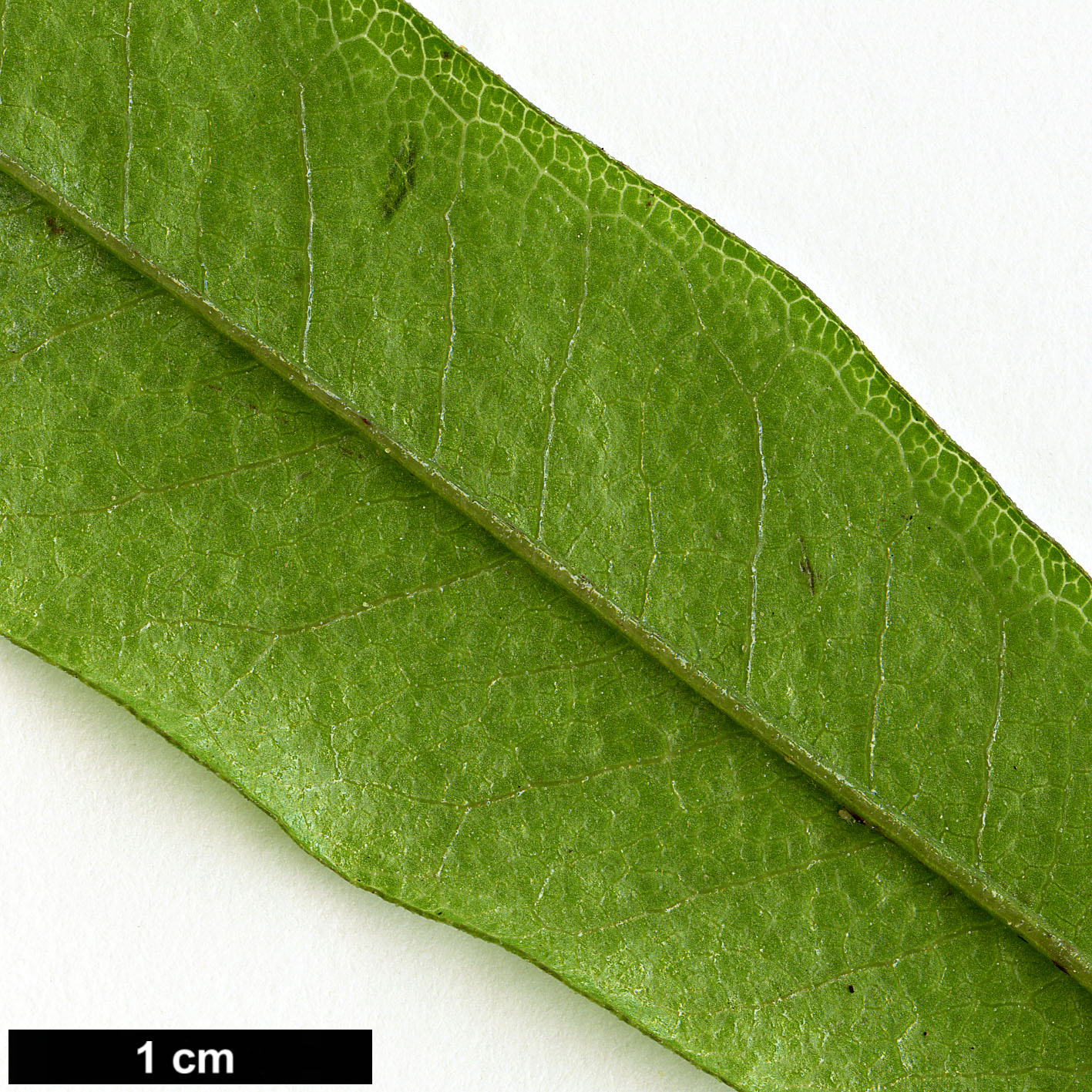 High resolution image: Family: Sapindaceae - Genus: Dodonaea - Taxon: viscosa