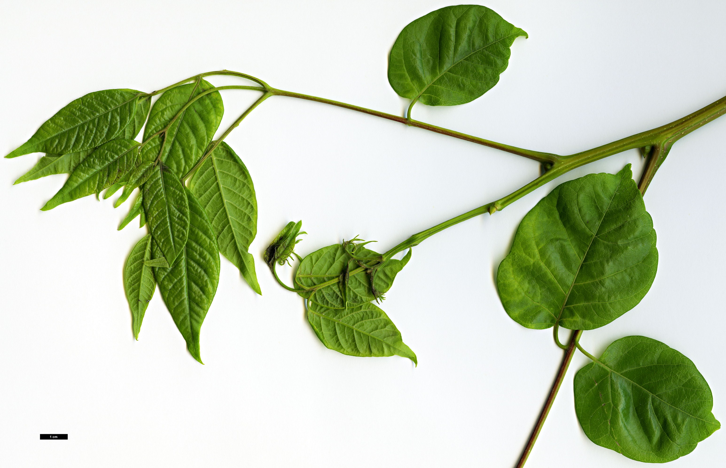 High resolution image: Family: Sapindaceae - Genus: Koelreuteria - Taxon: bipinnata