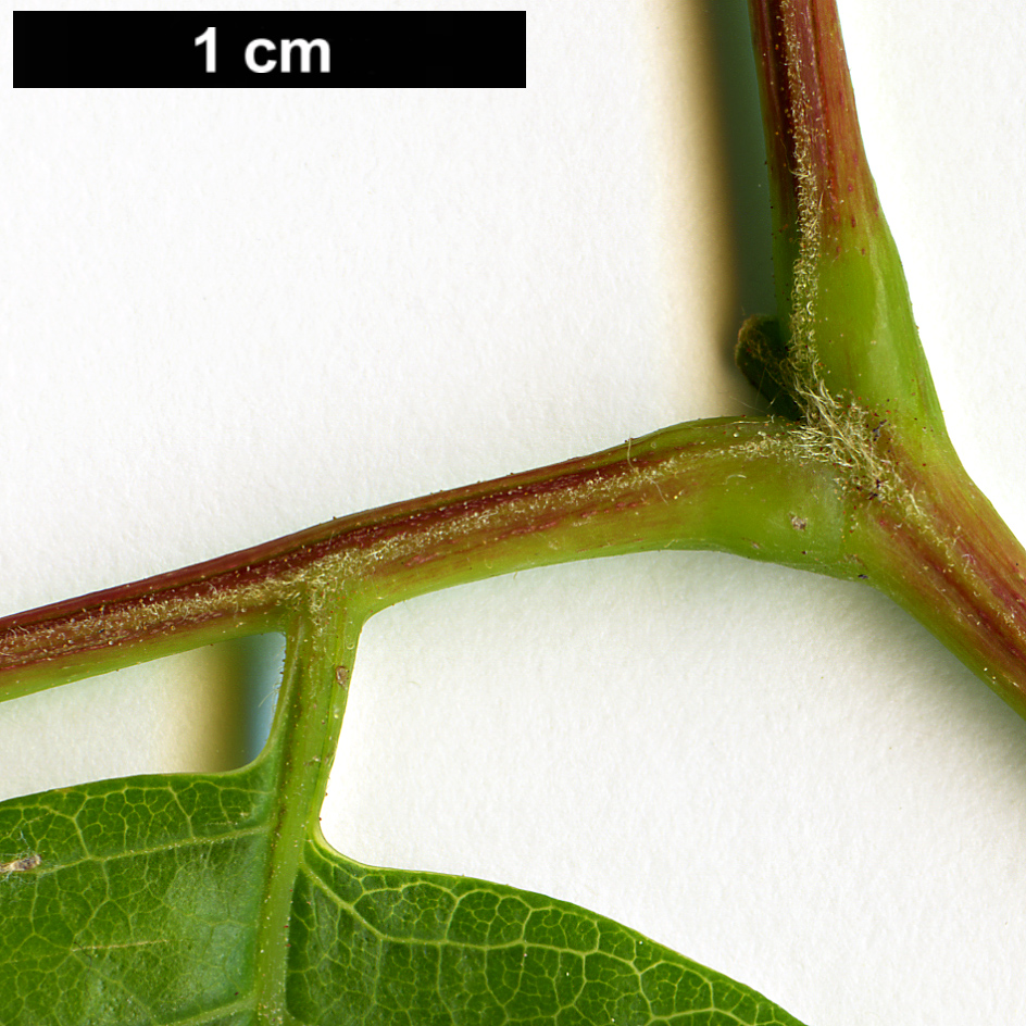 High resolution image: Family: Sapindaceae - Genus: Koelreuteria - Taxon: bipinnata