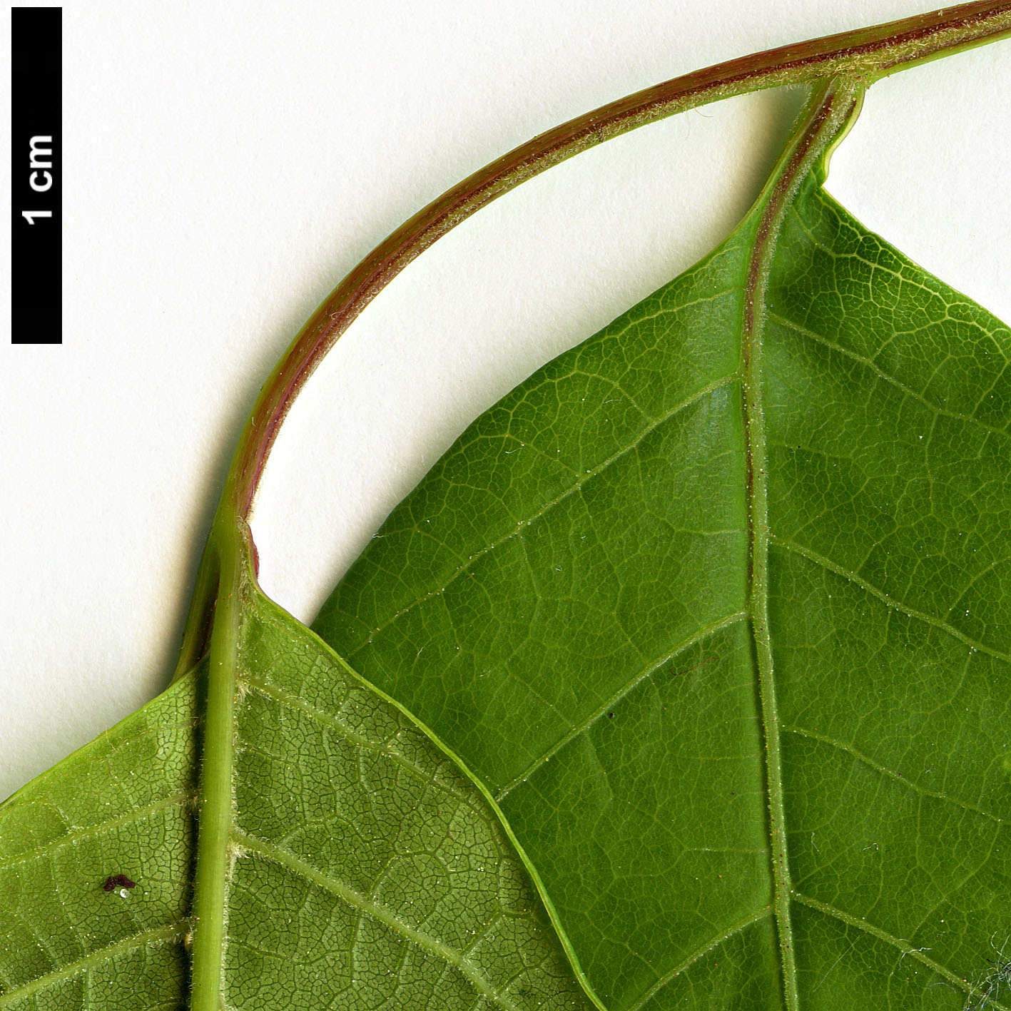 High resolution image: Family: Sapindaceae - Genus: Koelreuteria - Taxon: bipinnata