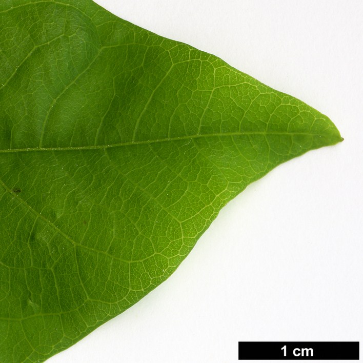 High resolution image: Family: Sapindaceae - Genus: Koelreuteria - Taxon: bipinnata