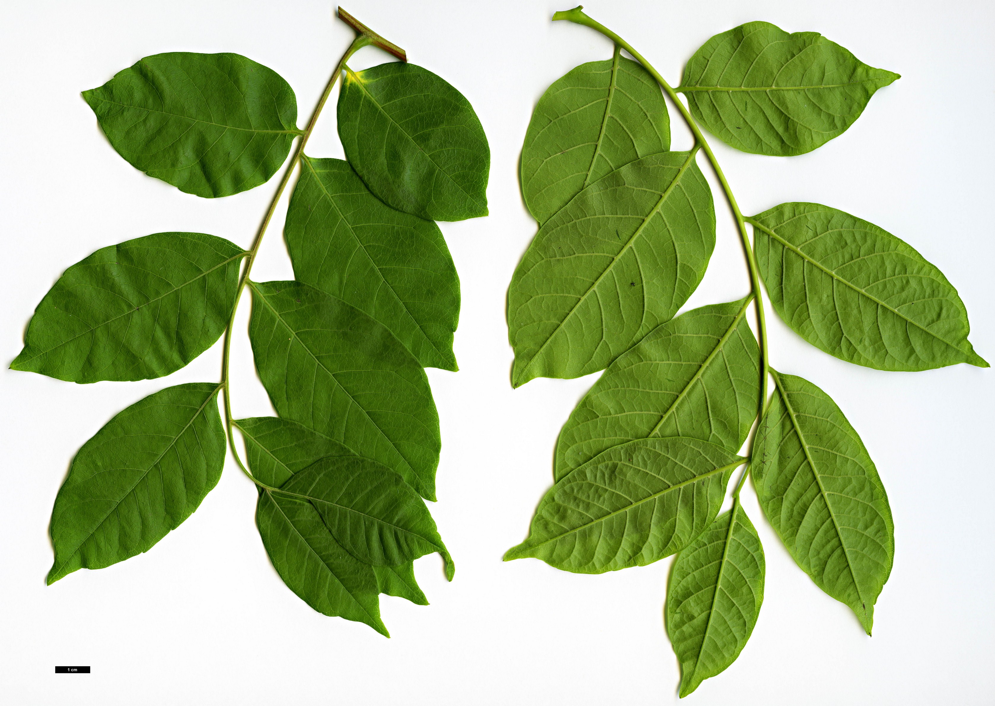 High resolution image: Family: Sapindaceae - Genus: Koelreuteria - Taxon: bipinnata