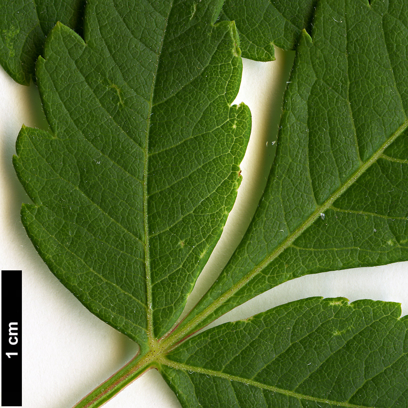 High resolution image: Family: Sapindaceae - Genus: Koelreuteria - Taxon: paniculata