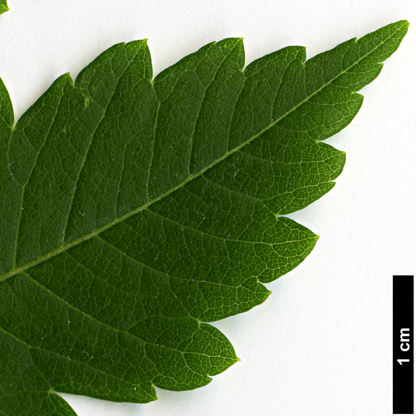 High resolution image: Family: Sapindaceae - Genus: Koelreuteria - Taxon: paniculata