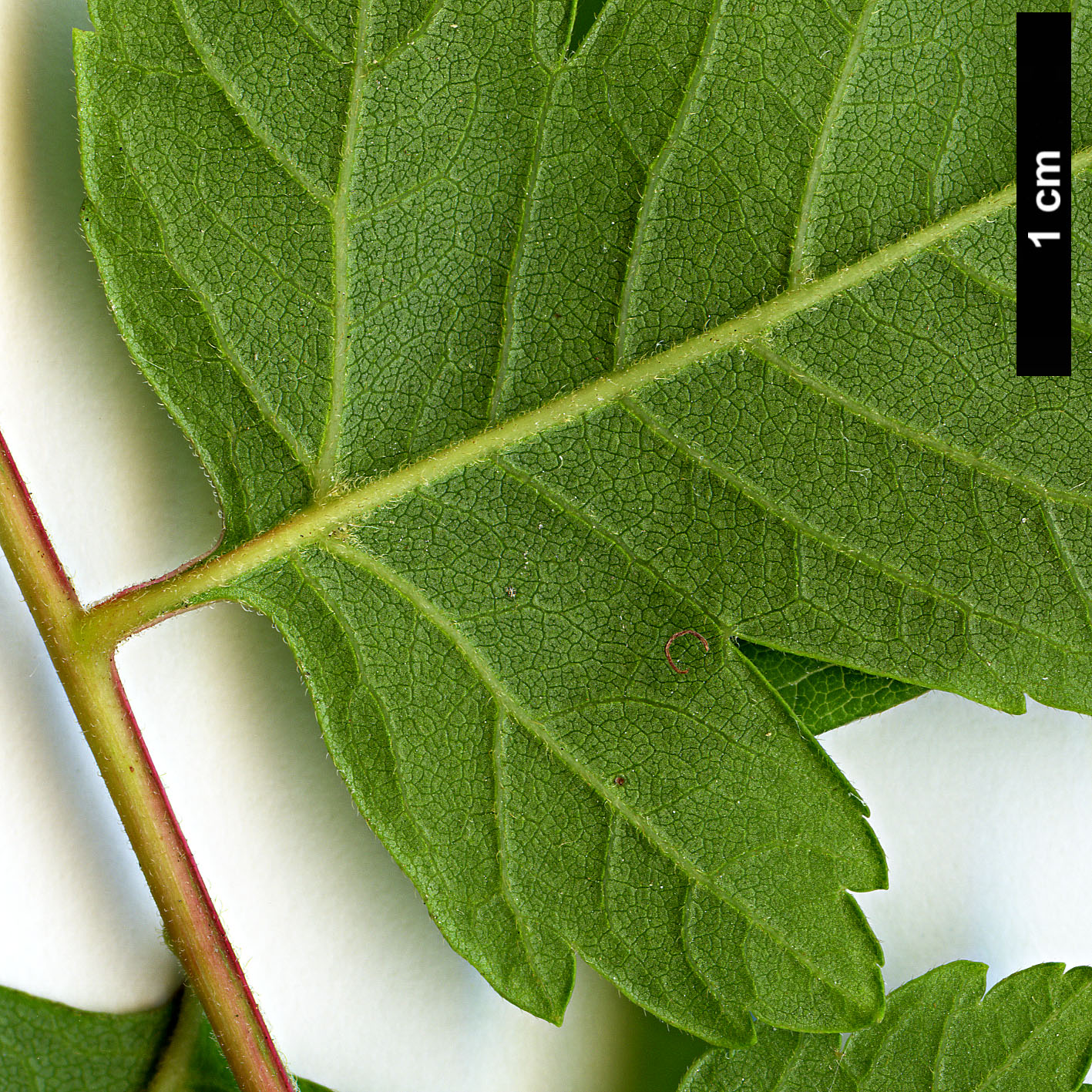 High resolution image: Family: Sapindaceae - Genus: Koelreuteria - Taxon: paniculata