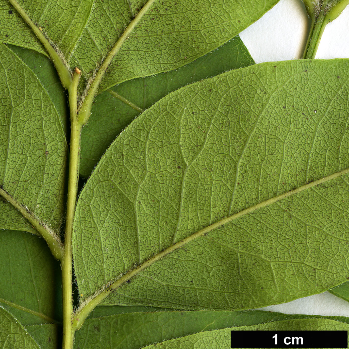 High resolution image: Family: Sapindaceae - Genus: Sapindus - Taxon: drummondii