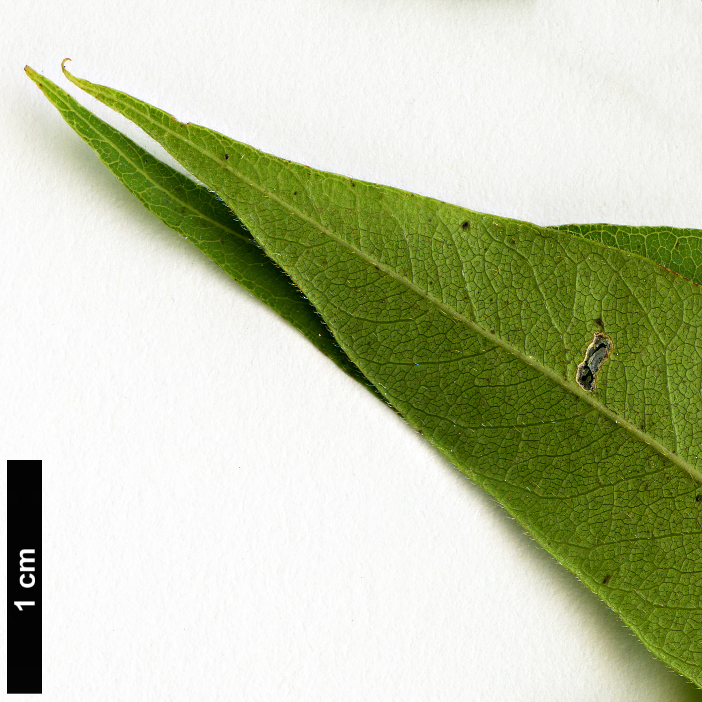 High resolution image: Family: Sapindaceae - Genus: Sapindus - Taxon: drummondii