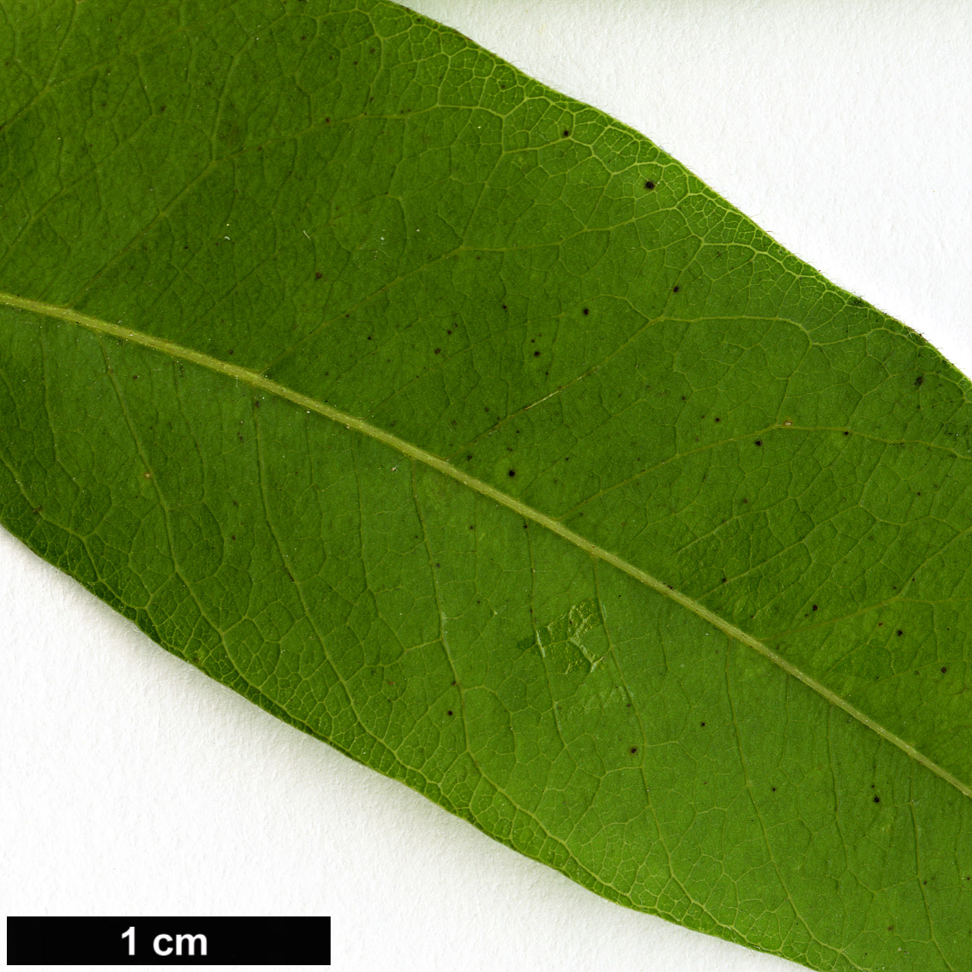 High resolution image: Family: Sapindaceae - Genus: Sapindus - Taxon: drummondii