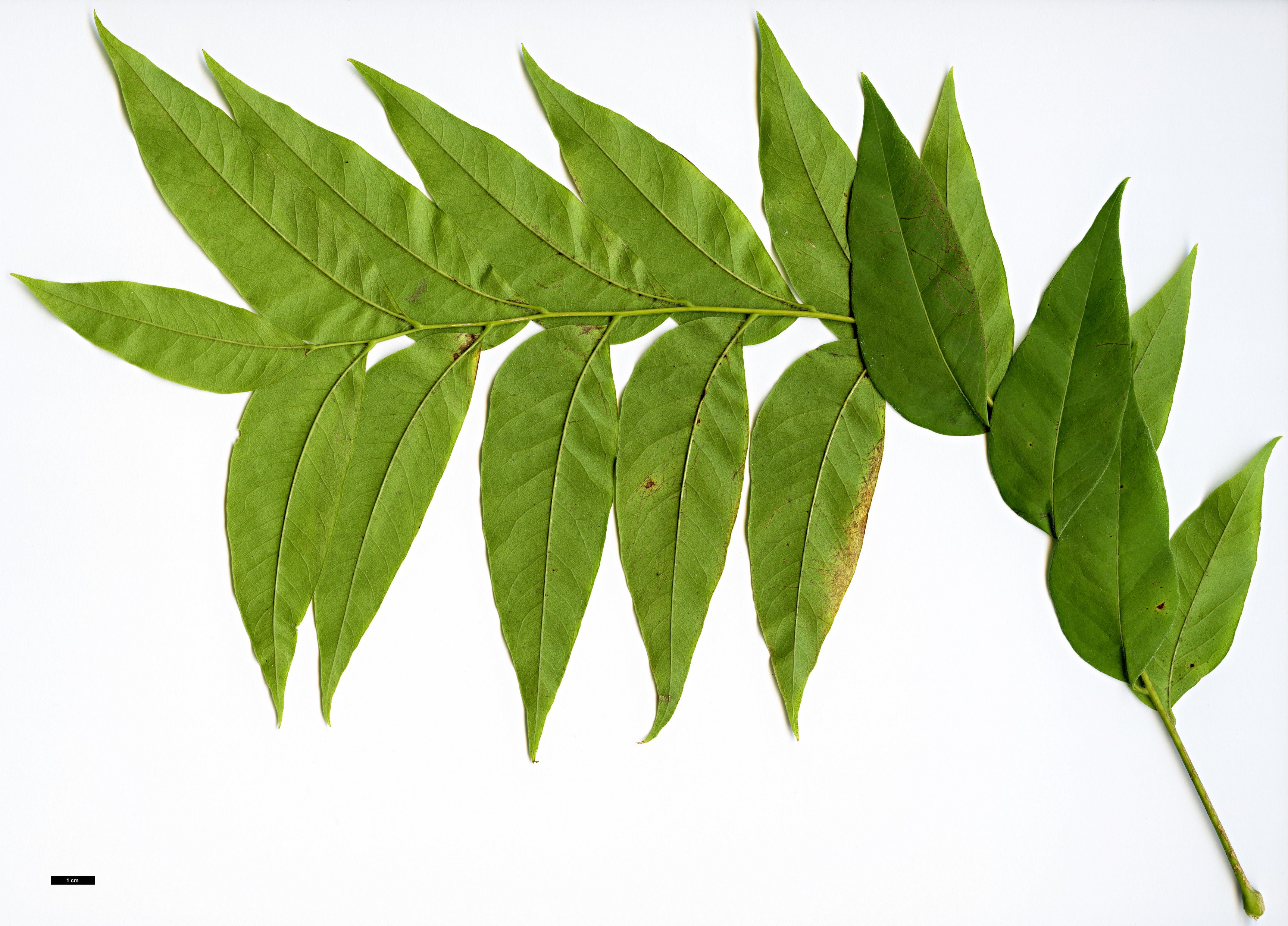 High resolution image: Family: Sapindaceae - Genus: Sapindus - Taxon: drummondii