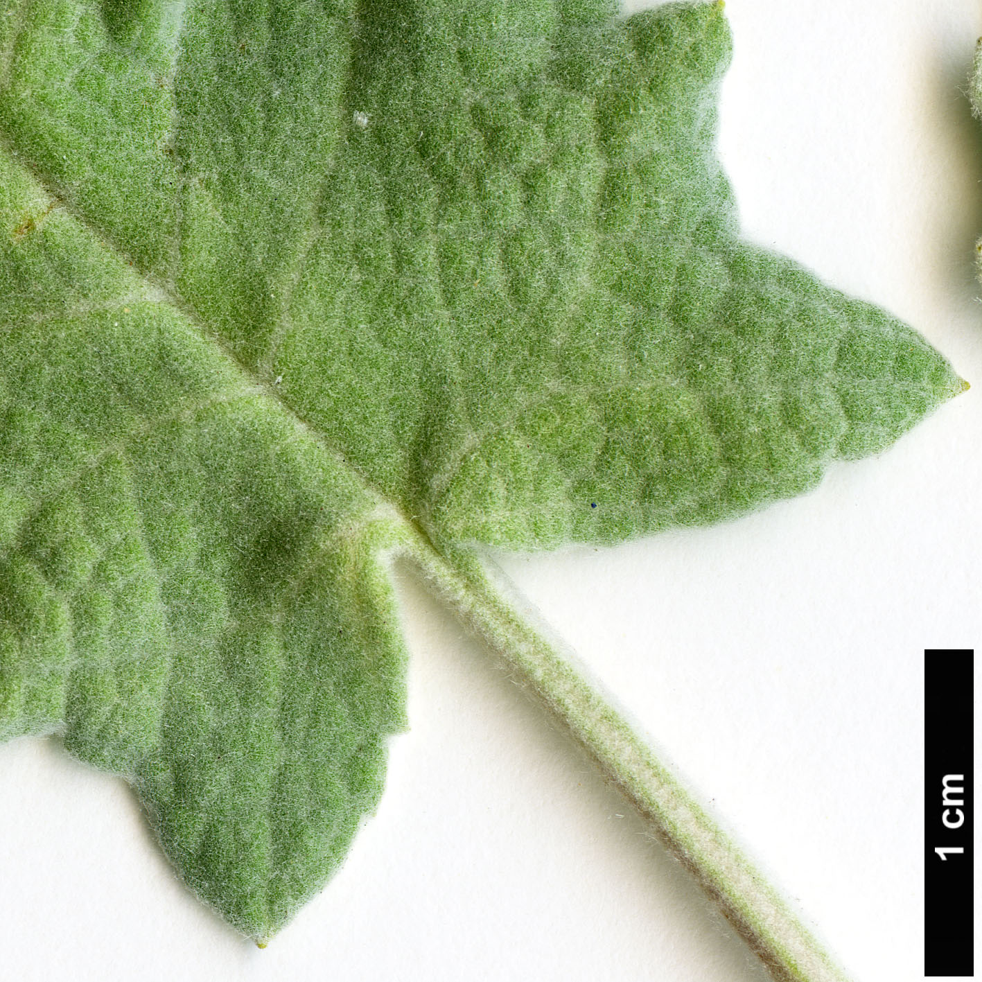 High resolution image: Family: Scrophulariaceae - Genus: Buddleja - Taxon: agathosma