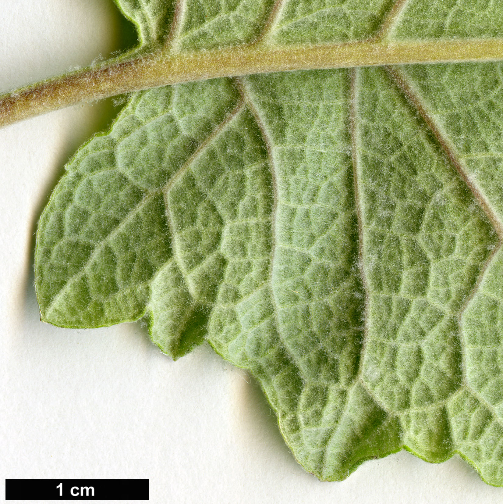 High resolution image: Family: Scrophulariaceae - Genus: Buddleja - Taxon: agathosma