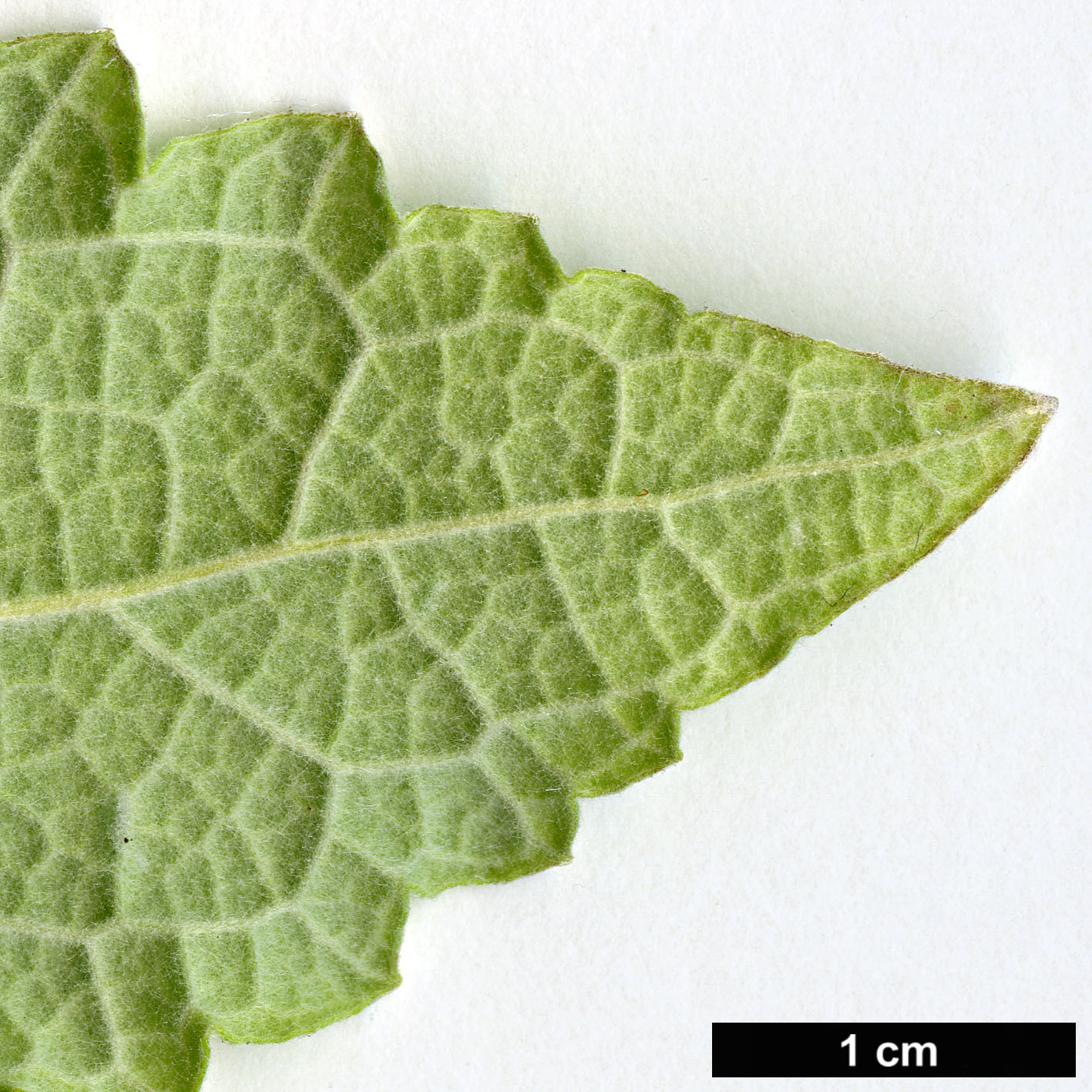 High resolution image: Family: Scrophulariaceae - Genus: Buddleja - Taxon: agathosma