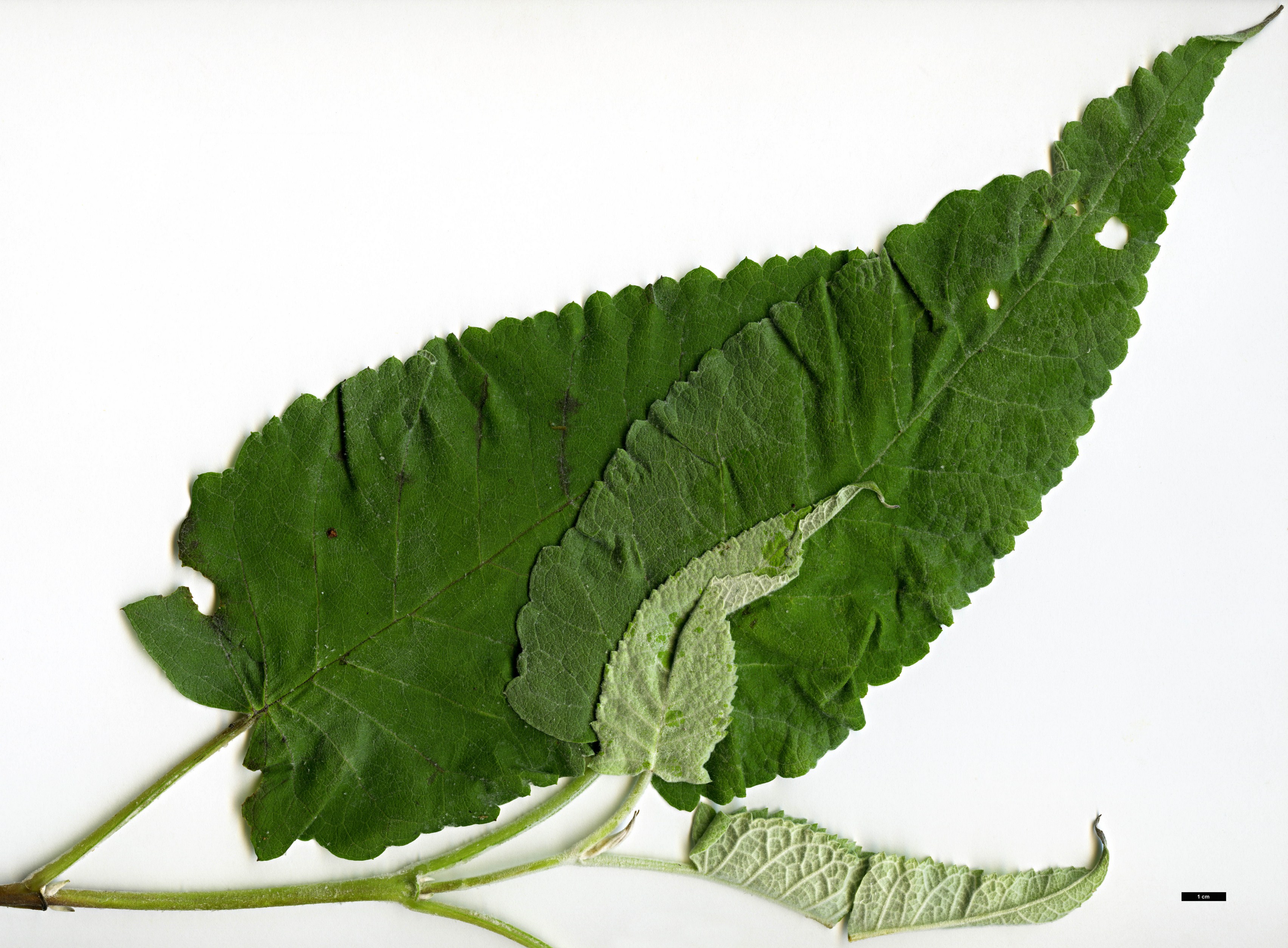 High resolution image: Family: Scrophulariaceae - Genus: Buddleja - Taxon: agathosma