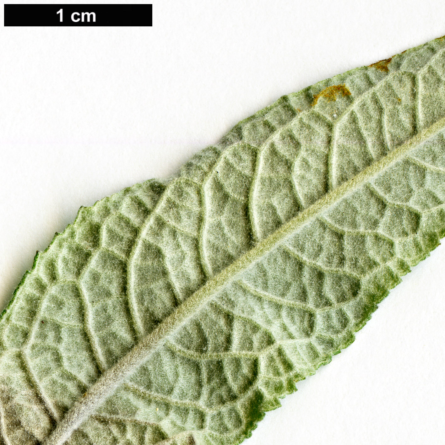 High resolution image: Family: Scrophulariaceae - Genus: Buddleja - Taxon: albiflora