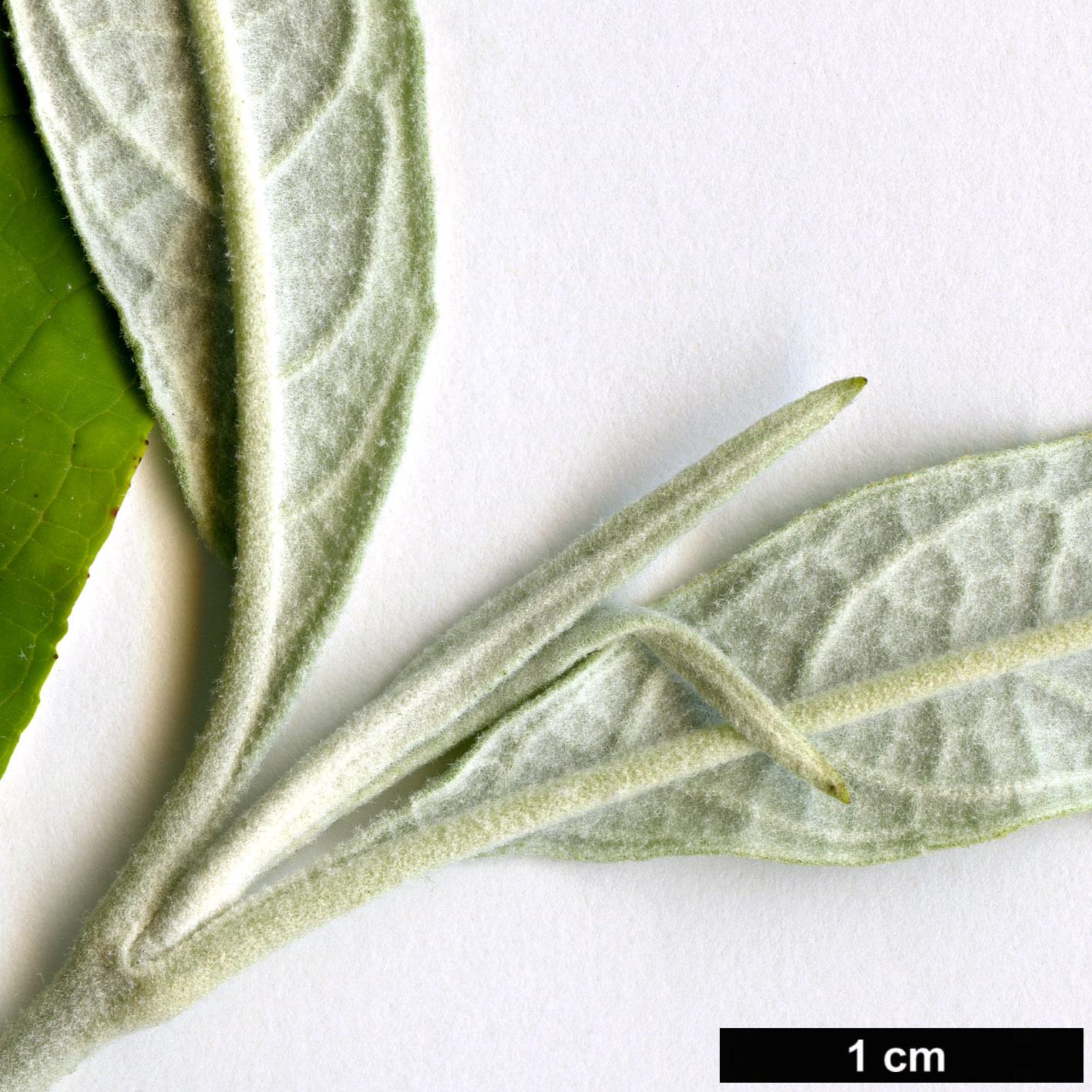 High resolution image: Family: Scrophulariaceae - Genus: Buddleja - Taxon: asiatica