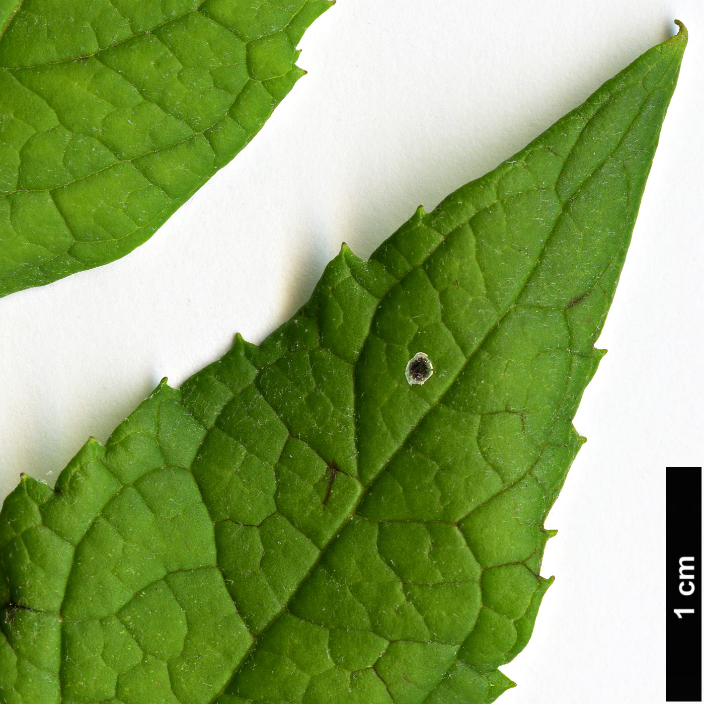 High resolution image: Family: Scrophulariaceae - Genus: Buddleja - Taxon: auriculata