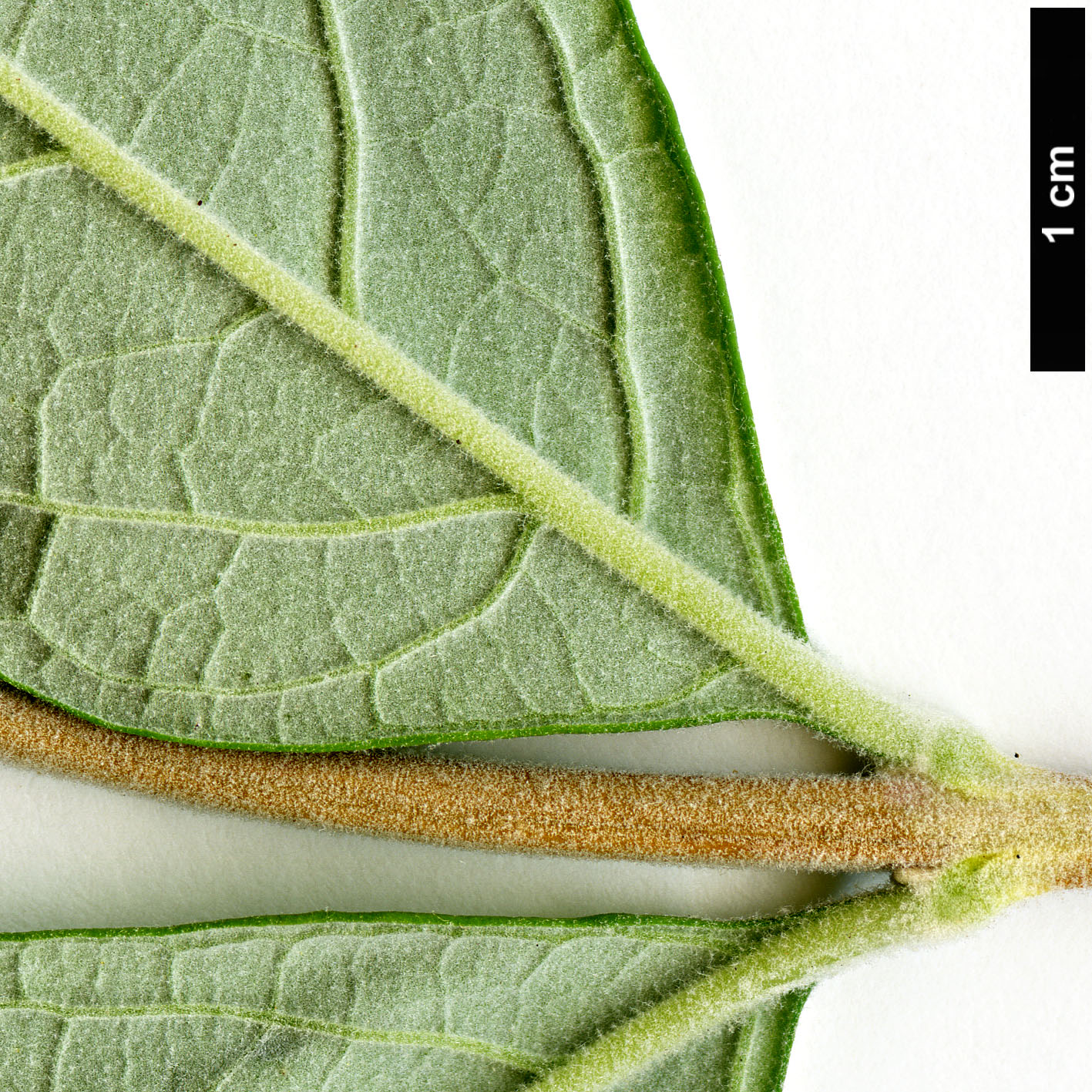 High resolution image: Family: Scrophulariaceae - Genus: Buddleja - Taxon: caryopteridifolia