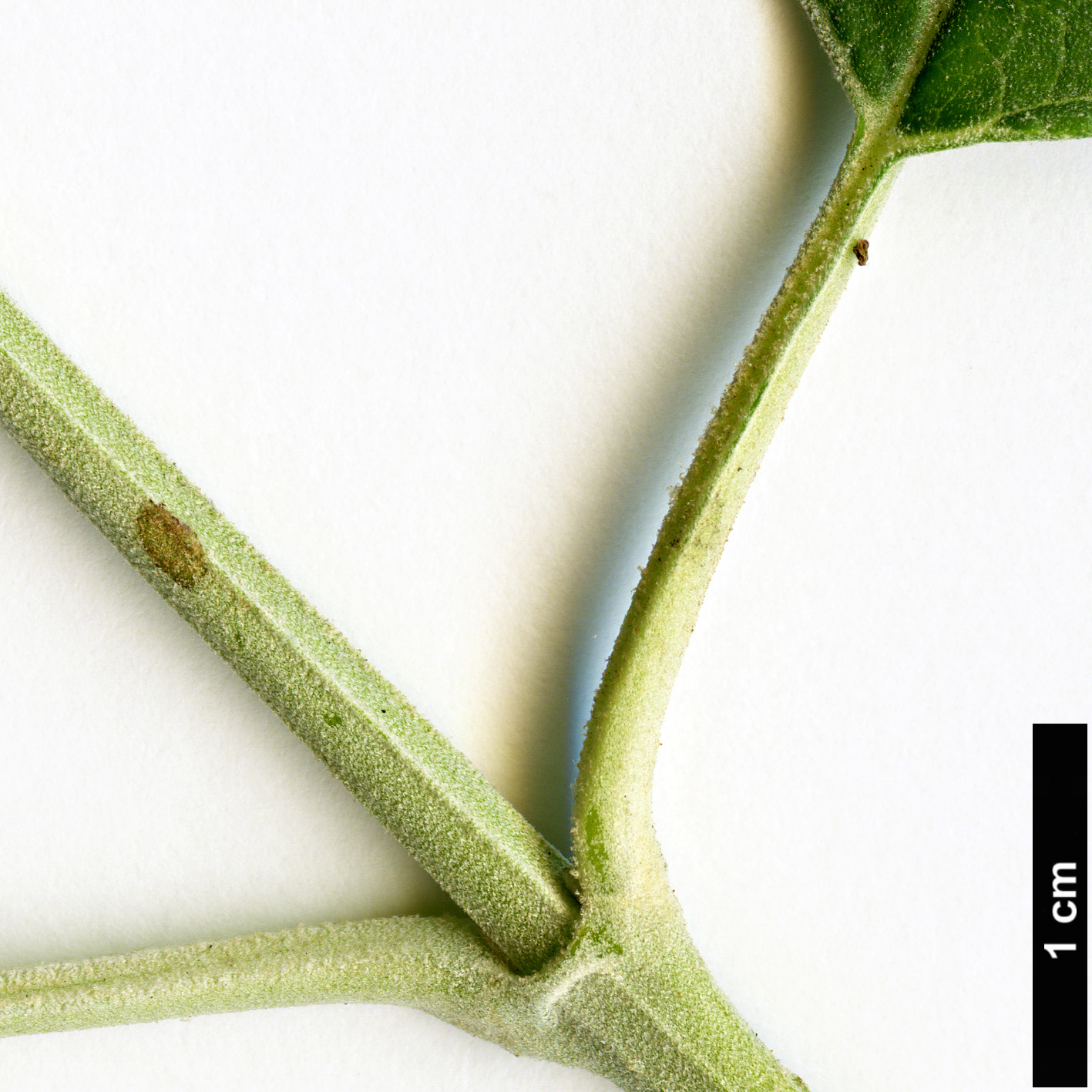 High resolution image: Family: Scrophulariaceae - Genus: Buddleja - Taxon: cordata