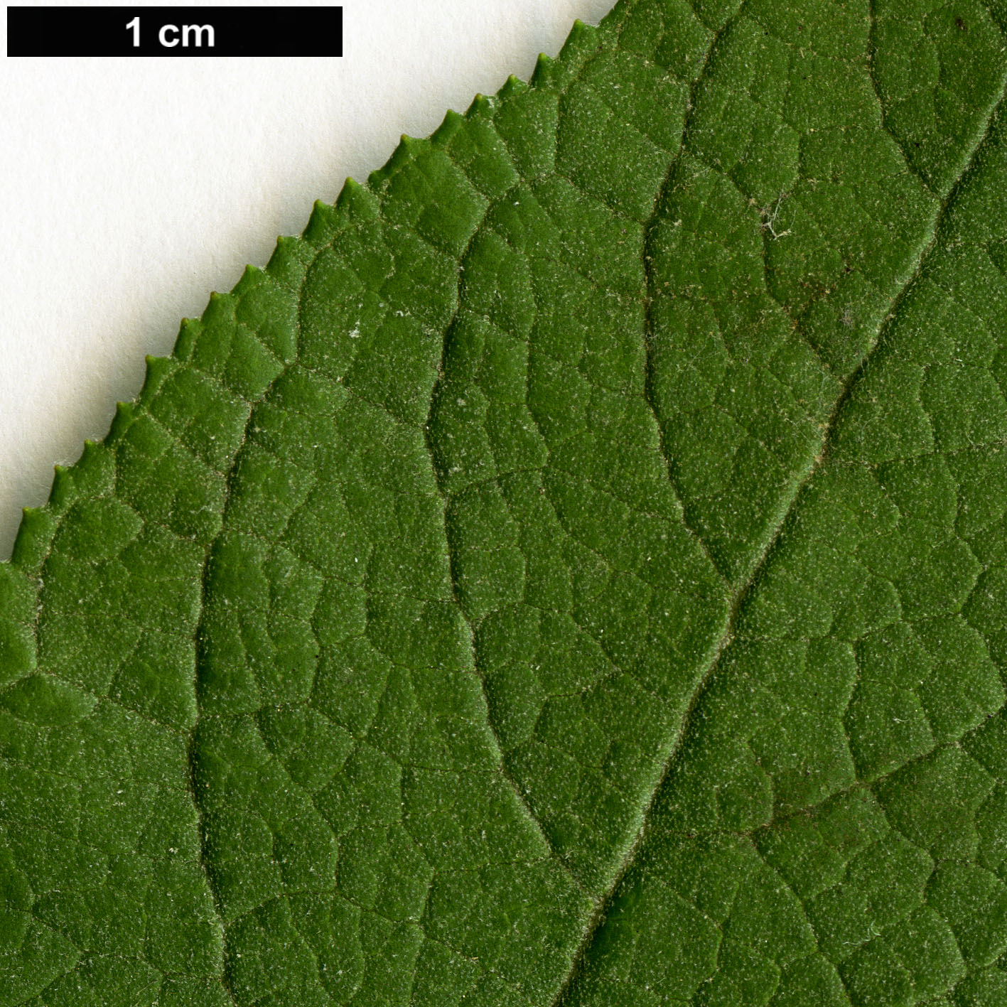 High resolution image: Family: Scrophulariaceae - Genus: Buddleja - Taxon: cordata