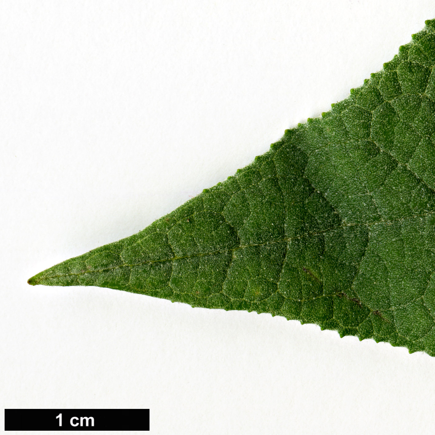 High resolution image: Family: Scrophulariaceae - Genus: Buddleja - Taxon: cordata