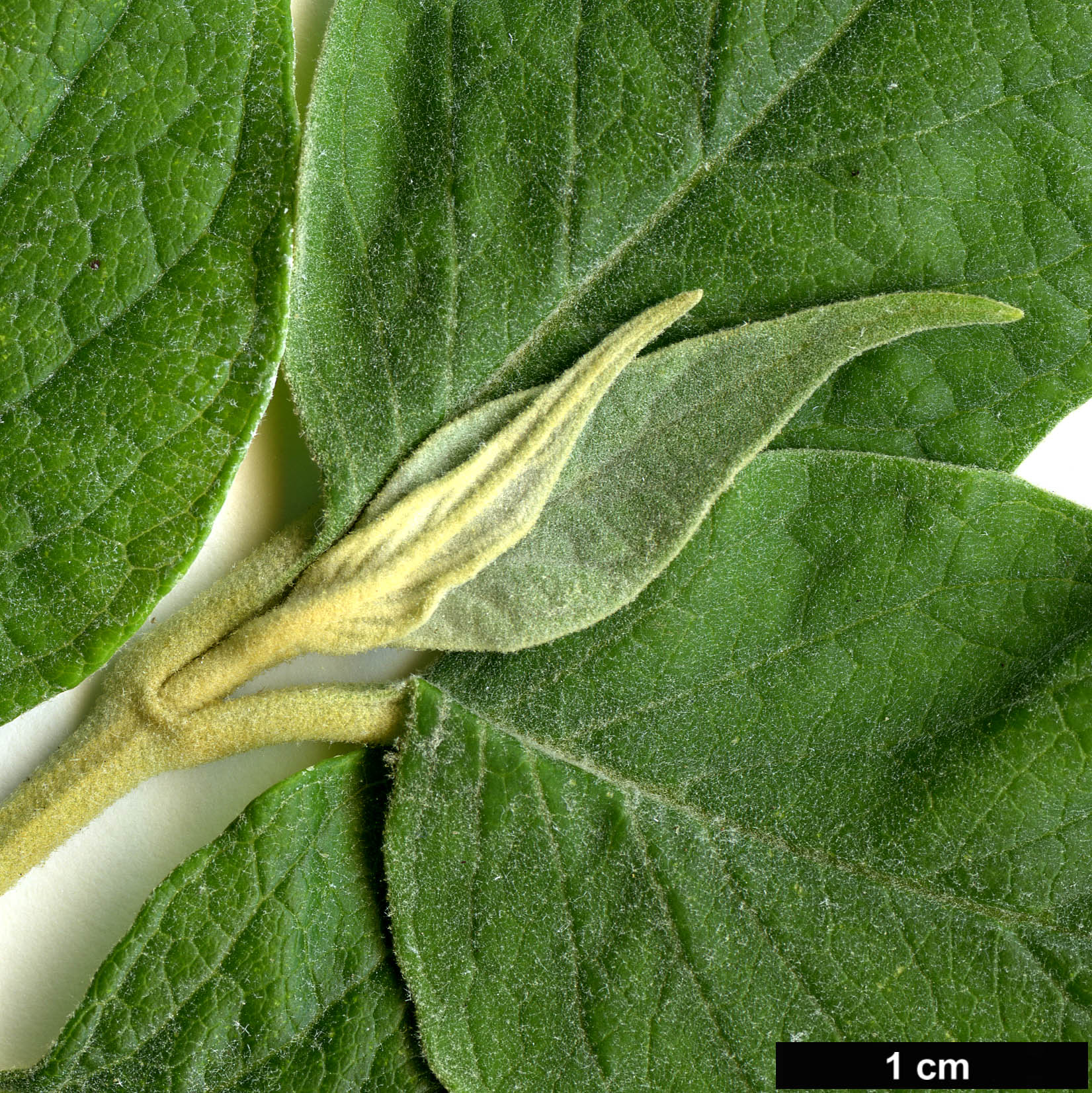 High resolution image: Family: Scrophulariaceae - Genus: Buddleja - Taxon: curvifolia