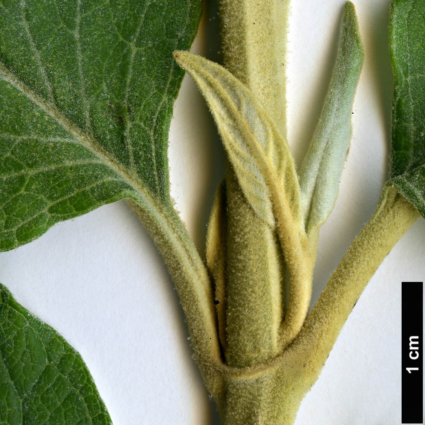 High resolution image: Family: Scrophulariaceae - Genus: Buddleja - Taxon: curvifolia