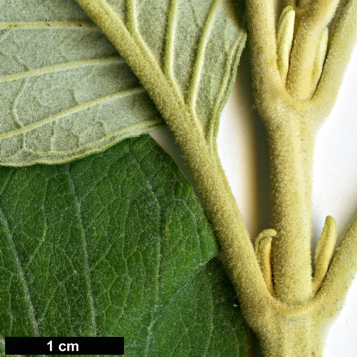 High resolution image: Family: Scrophulariaceae - Genus: Buddleja - Taxon: curvifolia