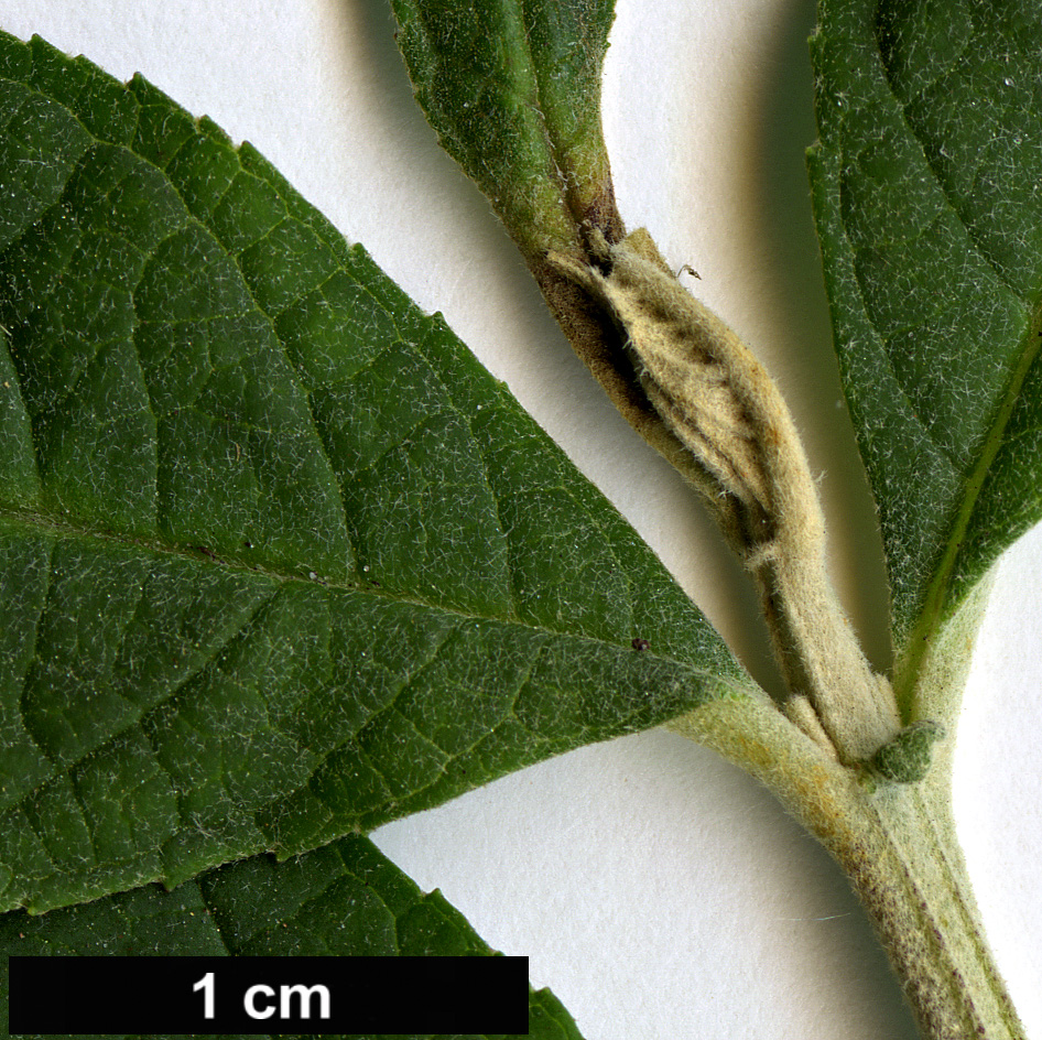 High resolution image: Family: Scrophulariaceae - Genus: Buddleja - Taxon: davidii