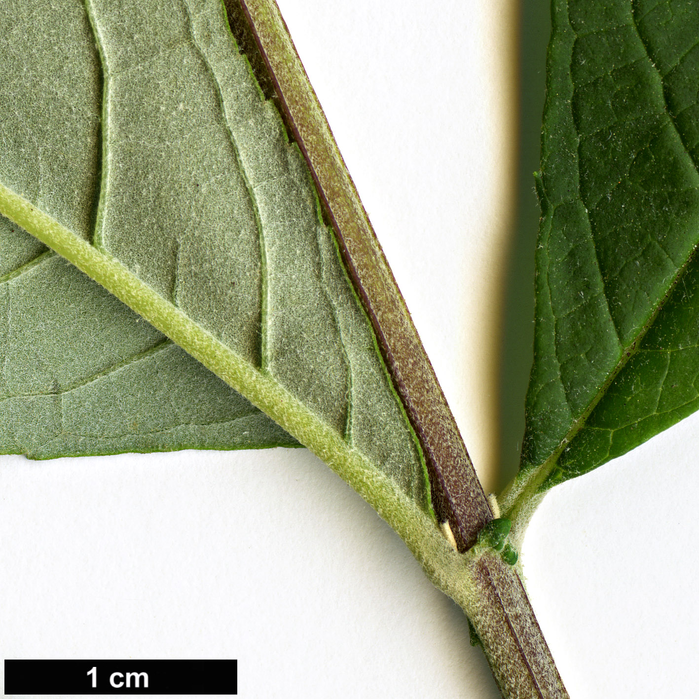 High resolution image: Family: Scrophulariaceae - Genus: Buddleja - Taxon: davidii