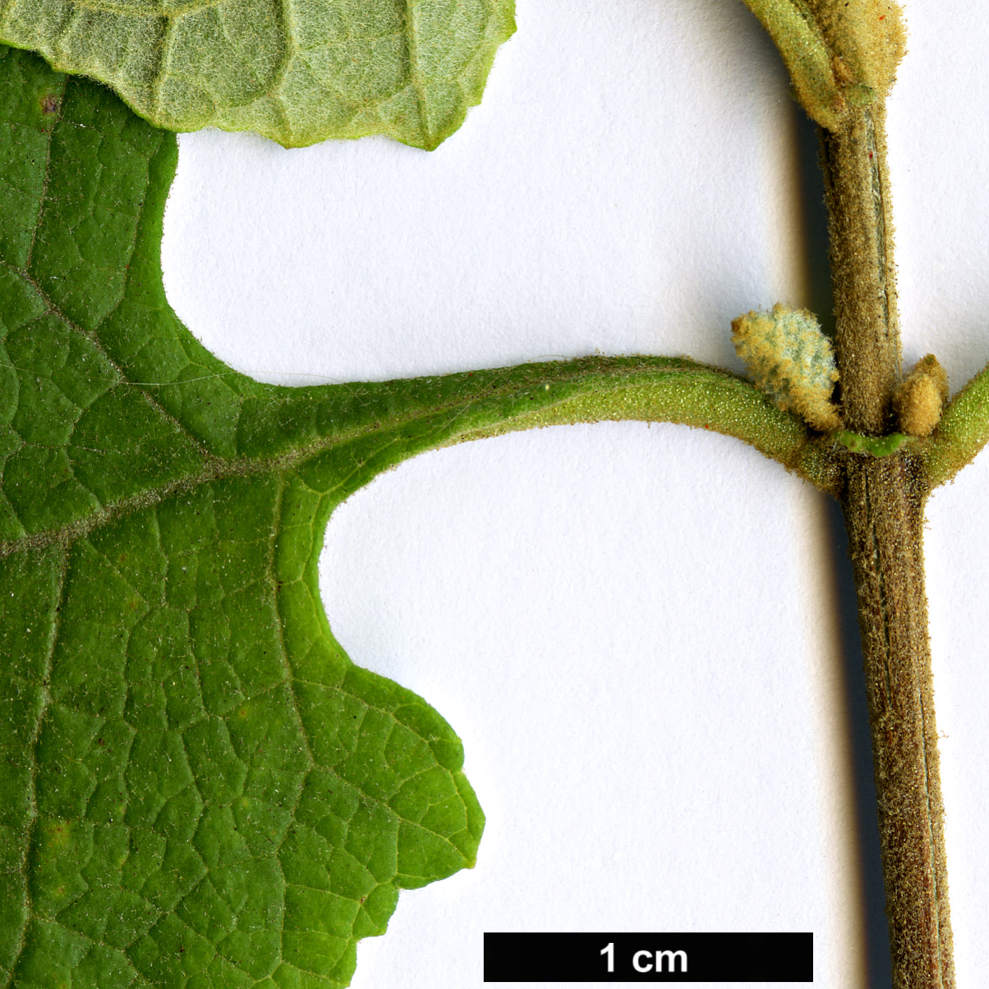 High resolution image: Family: Scrophulariaceae - Genus: Buddleja - Taxon: dysophylla