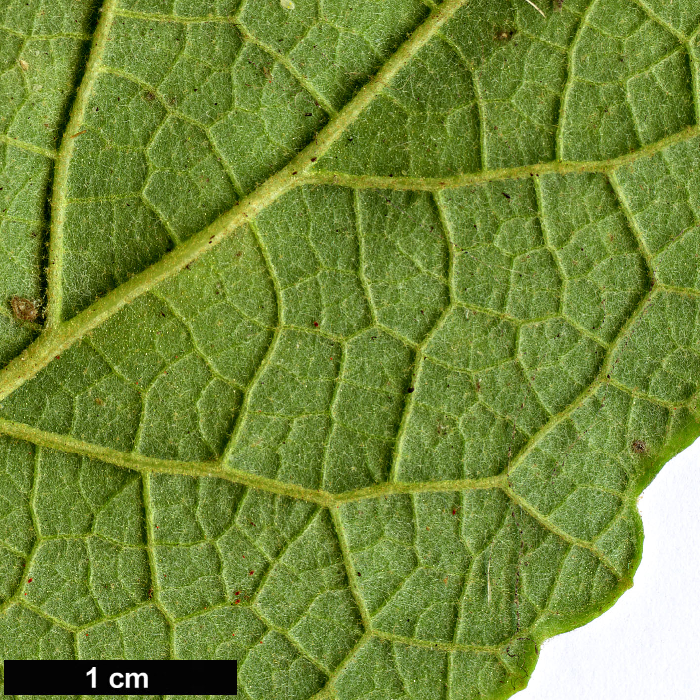 High resolution image: Family: Scrophulariaceae - Genus: Buddleja - Taxon: dysophylla