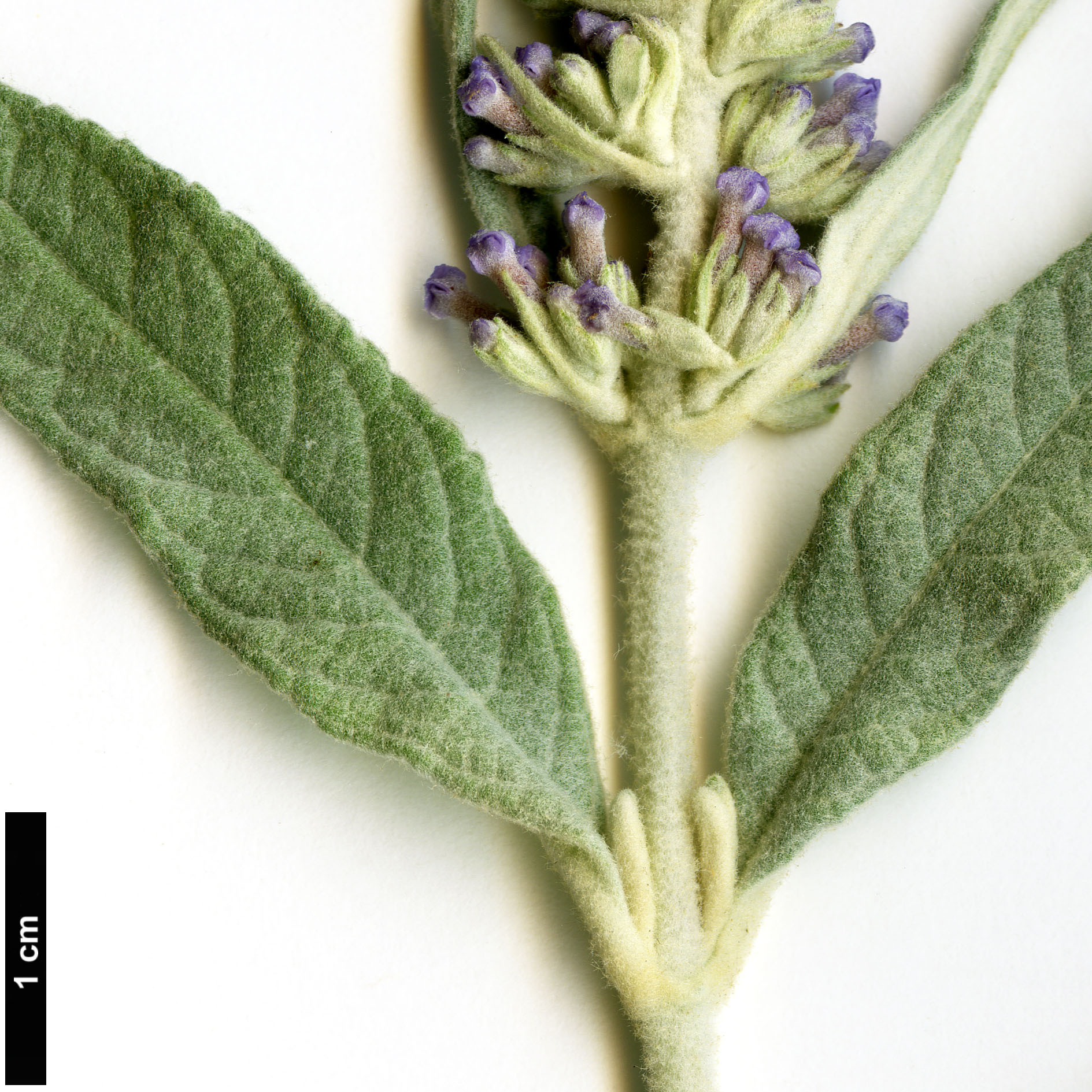 High resolution image: Family: Scrophulariaceae - Genus: Buddleja - Taxon: fallowiana