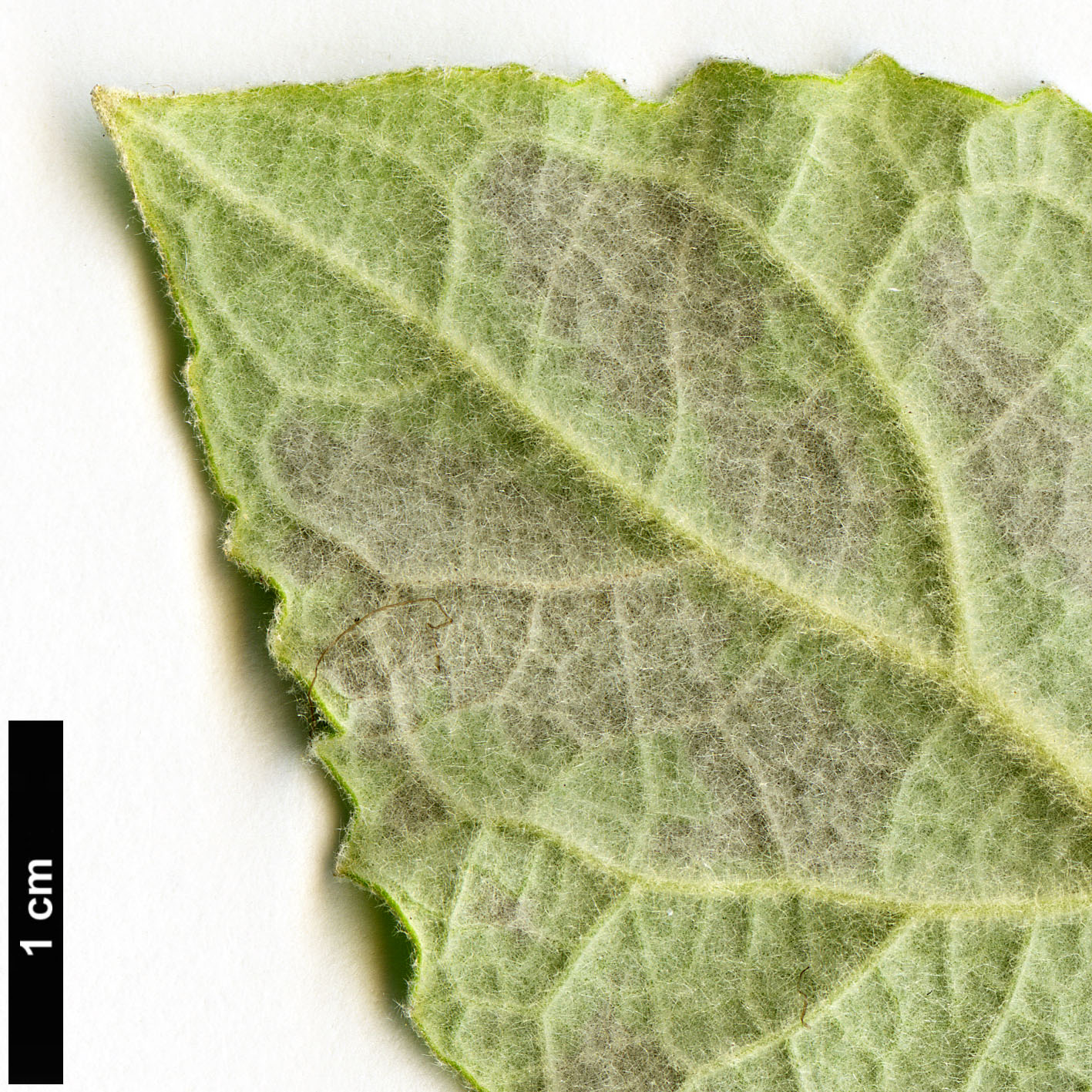 High resolution image: Family: Scrophulariaceae - Genus: Buddleja - Taxon: farreri