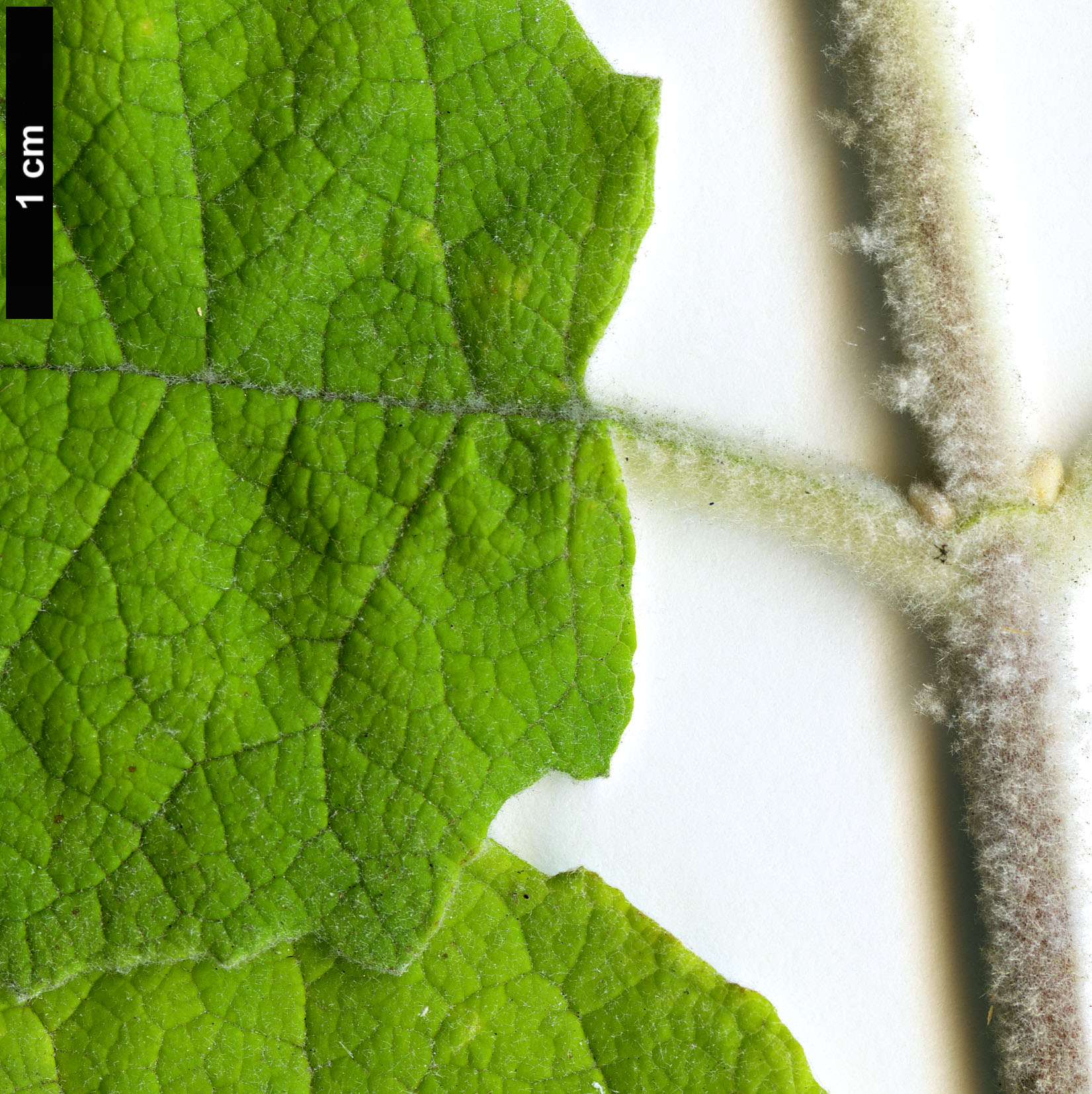 High resolution image: Family: Scrophulariaceae - Genus: Buddleja - Taxon: farreri