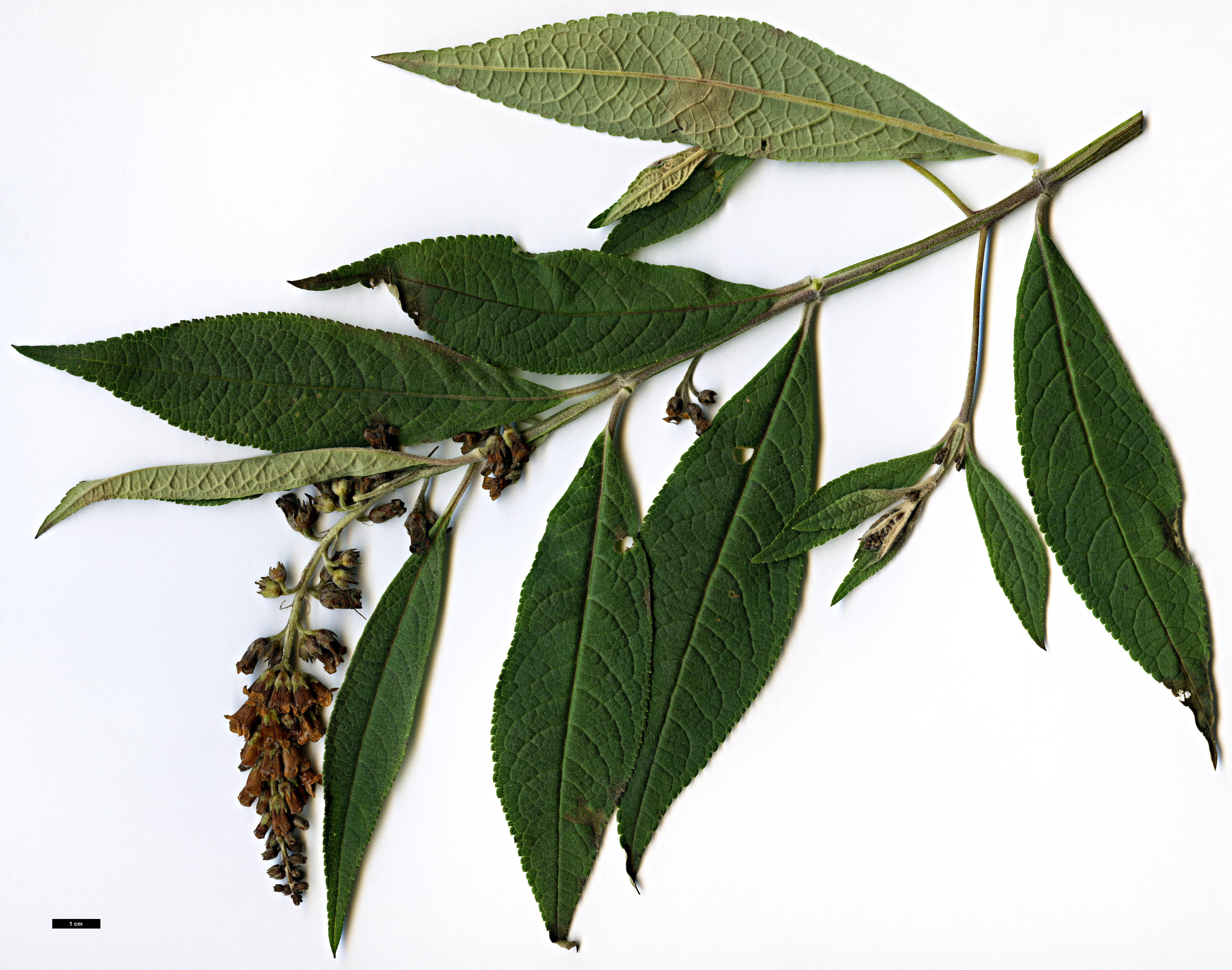 High resolution image: Family: Scrophulariaceae - Genus: Buddleja - Taxon: forrestii