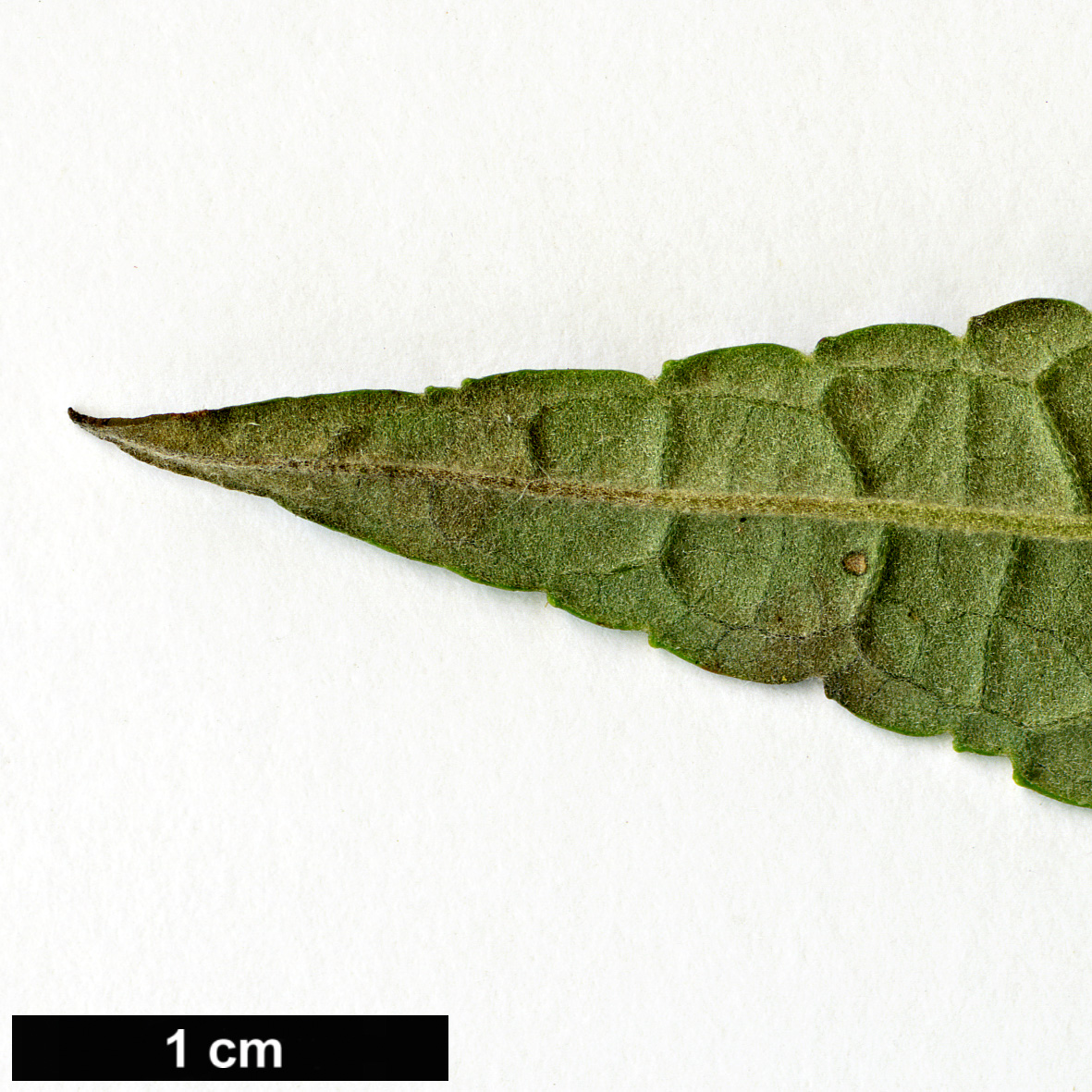 High resolution image: Family: Scrophulariaceae - Genus: Buddleja - Taxon: forrestii