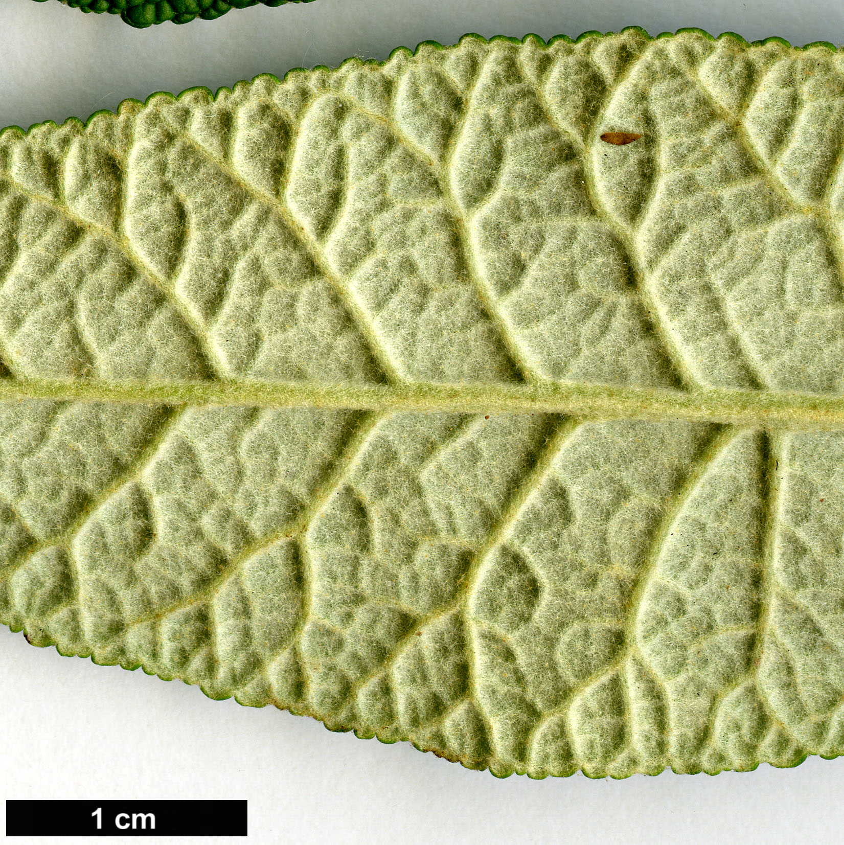 High resolution image: Family: Scrophulariaceae - Genus: Buddleja - Taxon: globosa